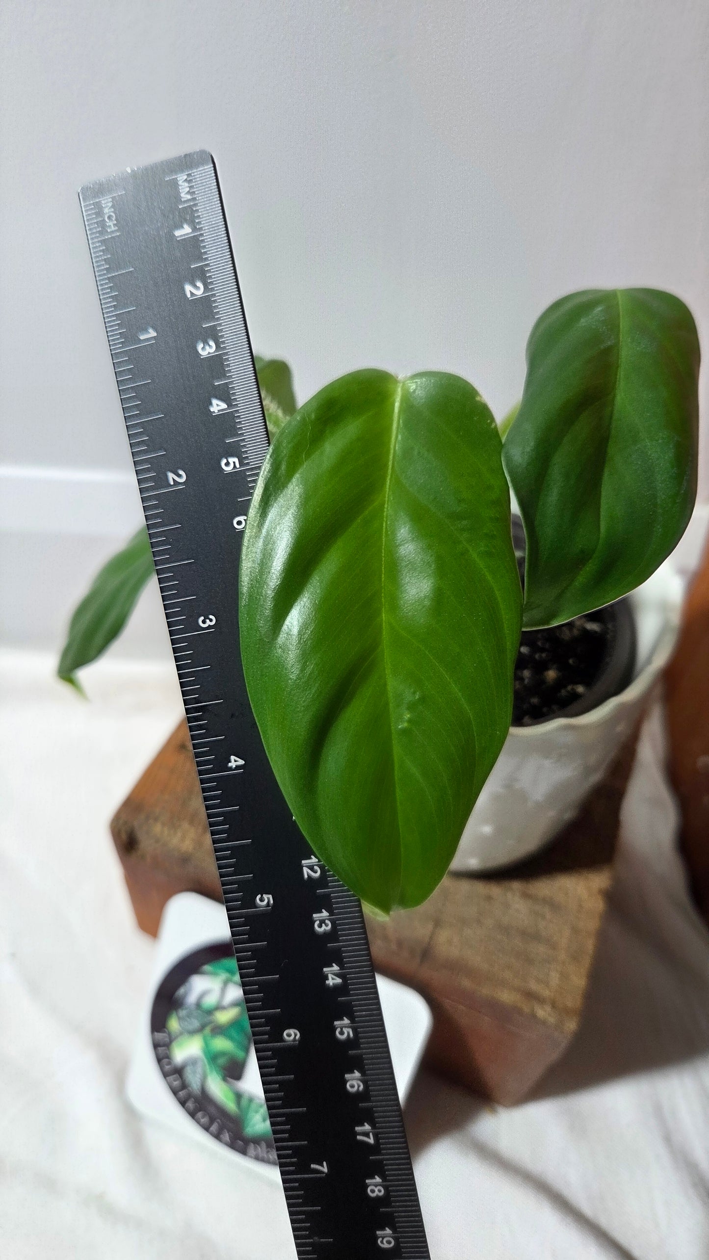 Philodendron Genevievianum (PHI-278)