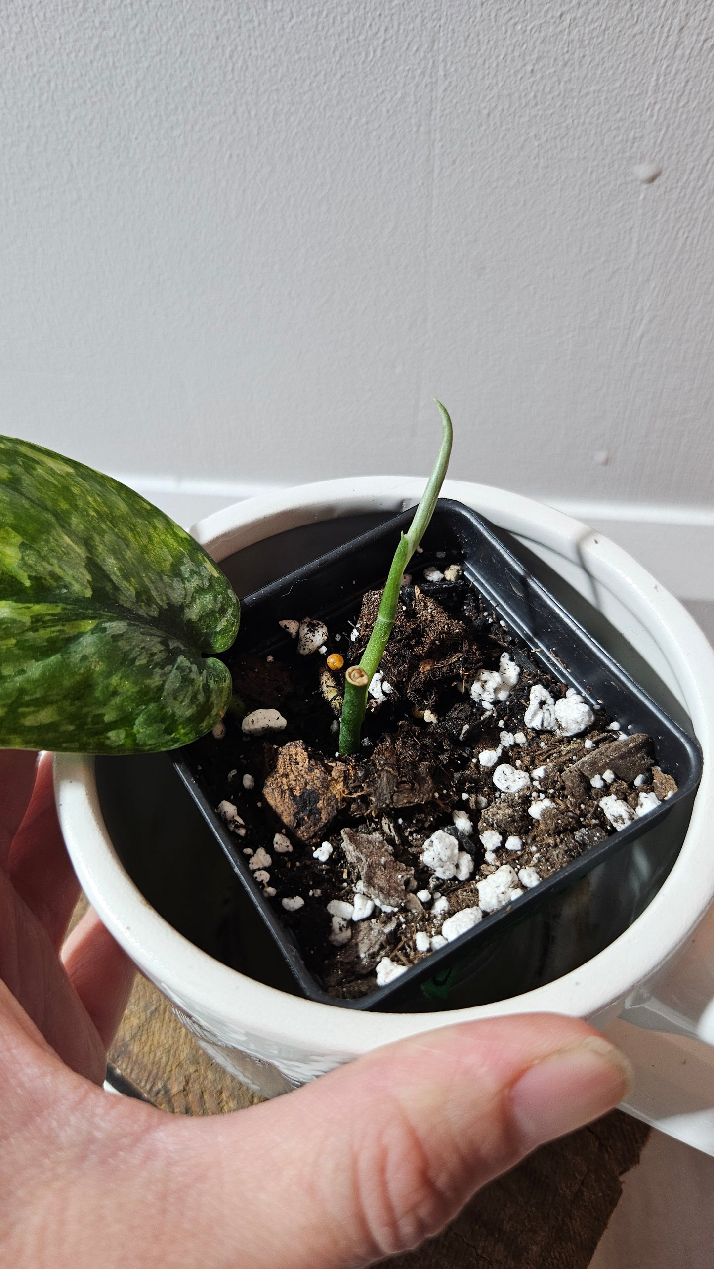 Scindapsus Léopard Variegata (SCI-1136)