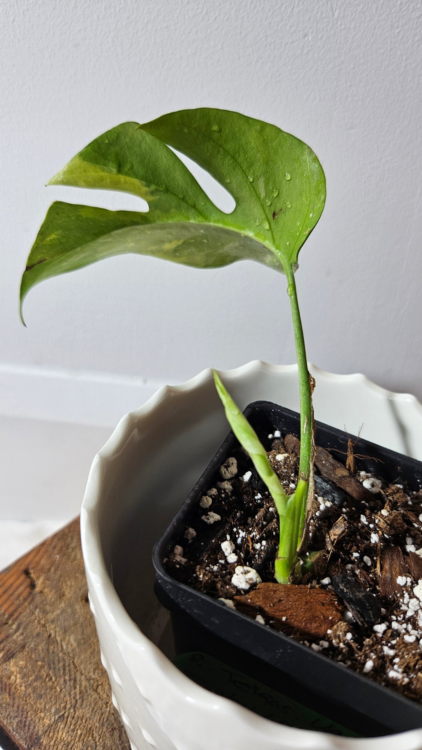 Rhaphidophora Tetrasperma Variegata (AUT-054)