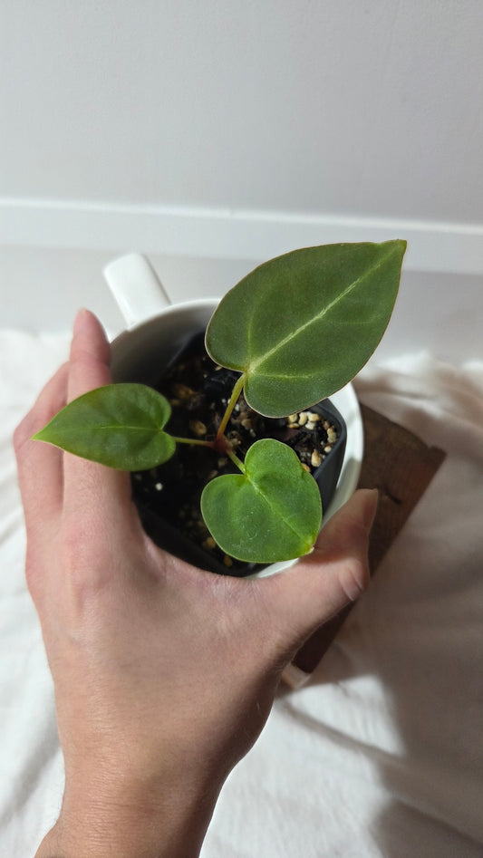 (Anthurium Hoffmanii "format PETIT" (ANT-654)