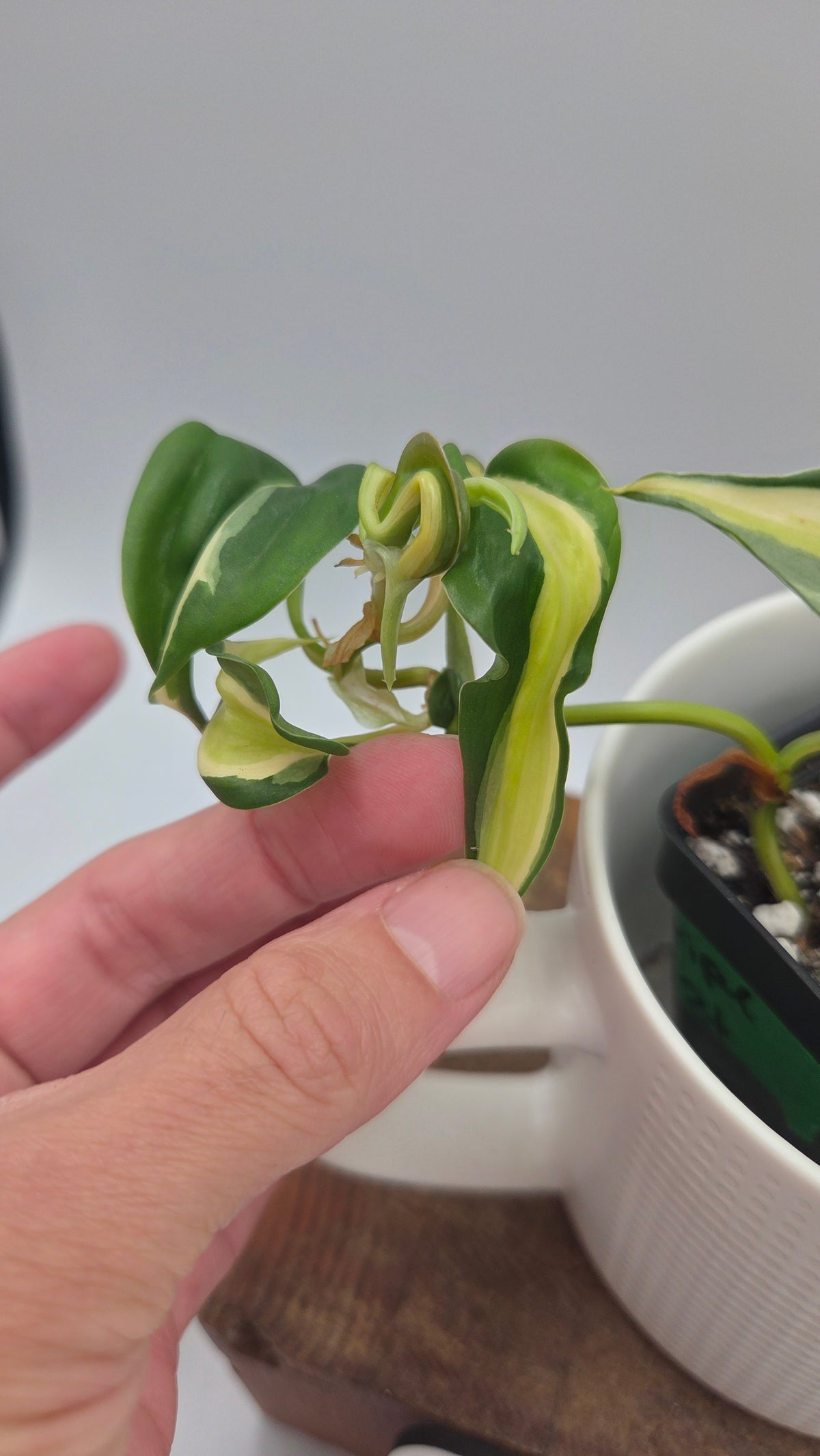Philodendron Hederaceum Silver Stripe (PHI-1104)