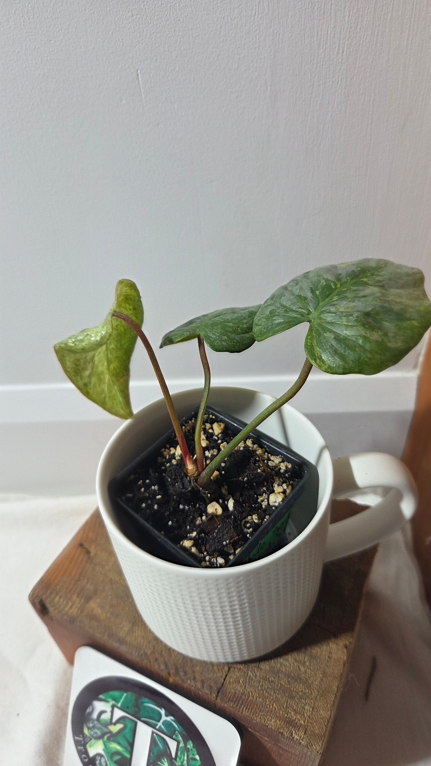 Philodendron Sodiroi Variegata (PHI-512)