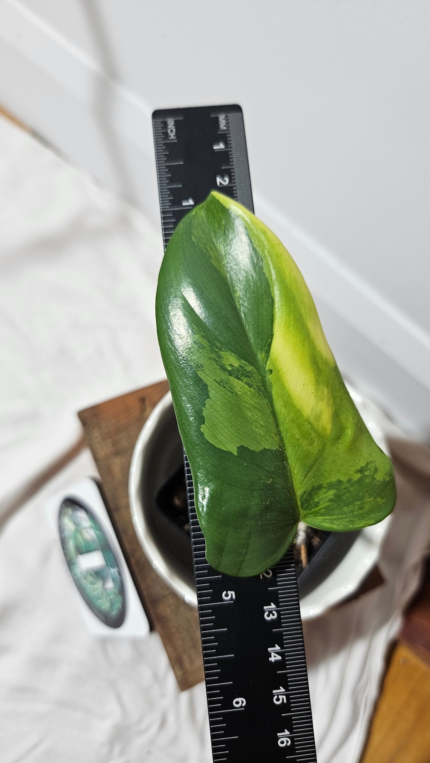 Philodendron Violin Variegata (PHI-581)