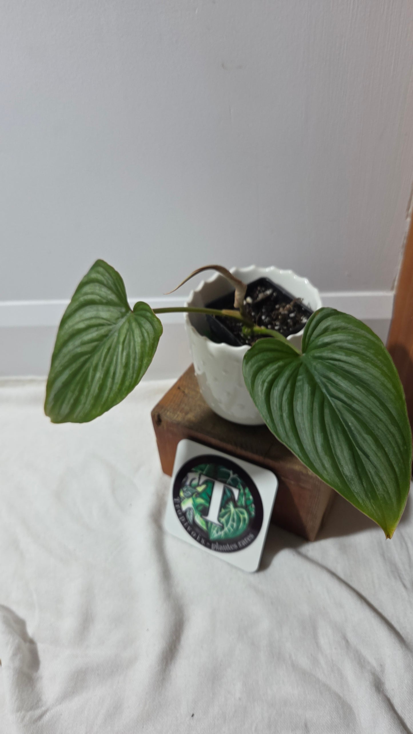 Philodendron Plowmanii "d'équateur"(PHI-990)