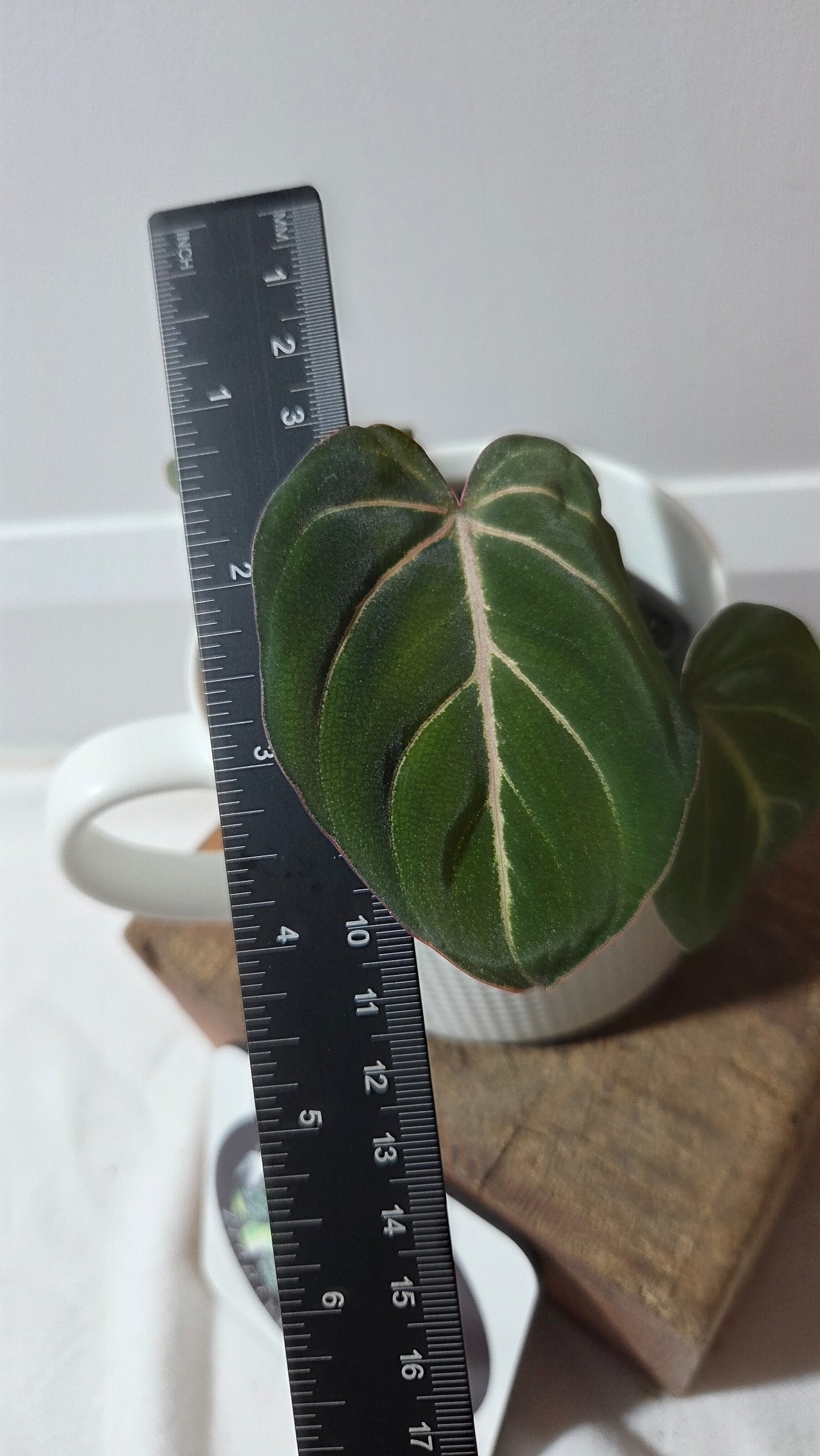 Philodendron Gloriosum Dark (PHI-999)