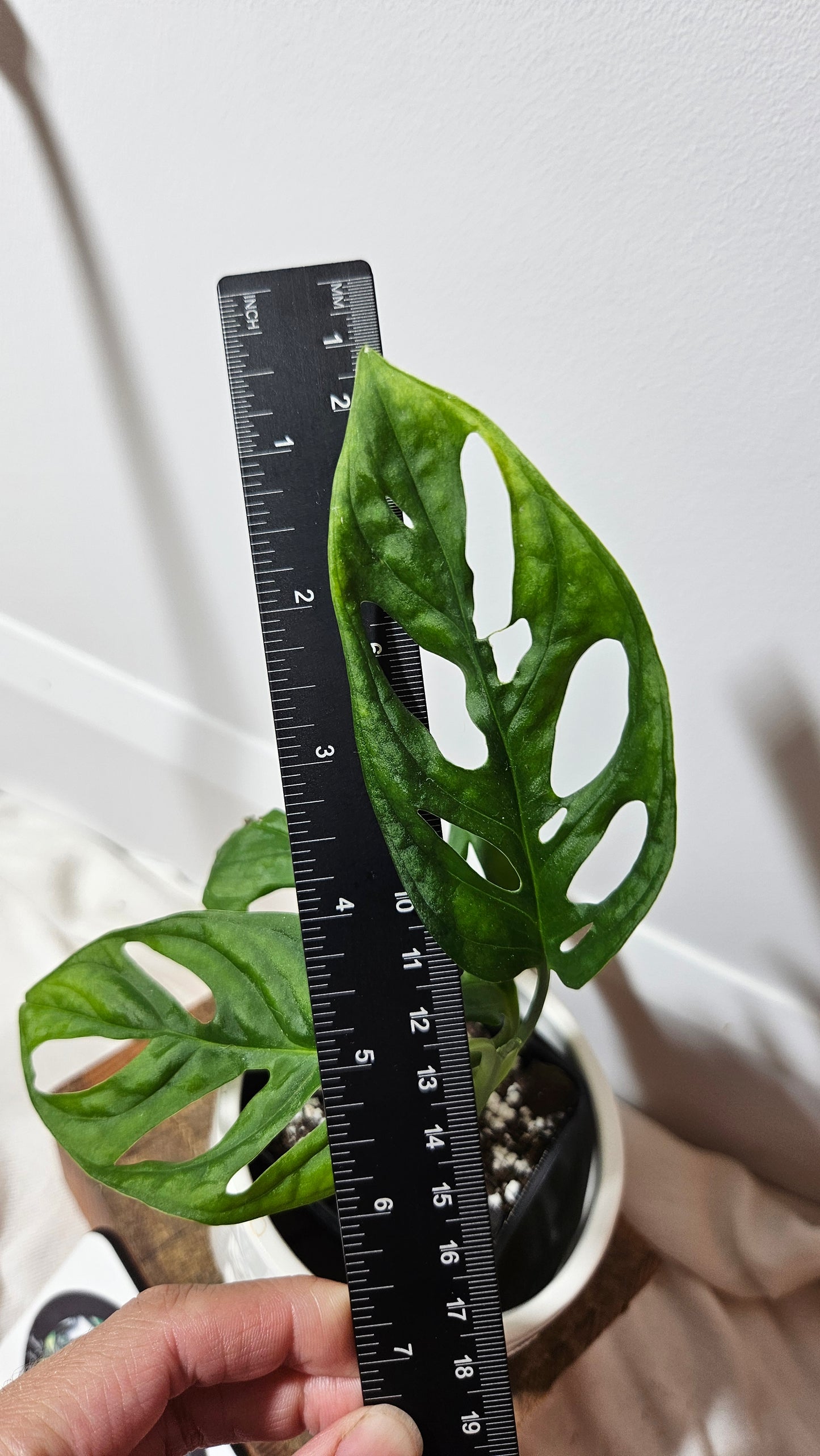 Monstera Acuminata (MON-224)