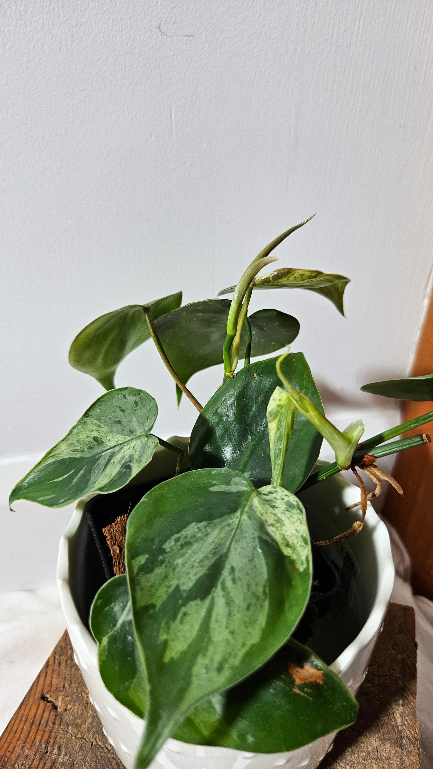 Philodendron Hederaceum Variegata (PHI-557)