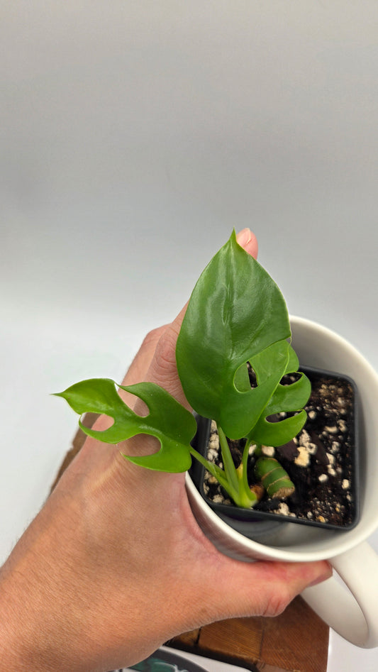 Rhaphidophora Tetrasperma Variegata REVERT (AUT-096)
