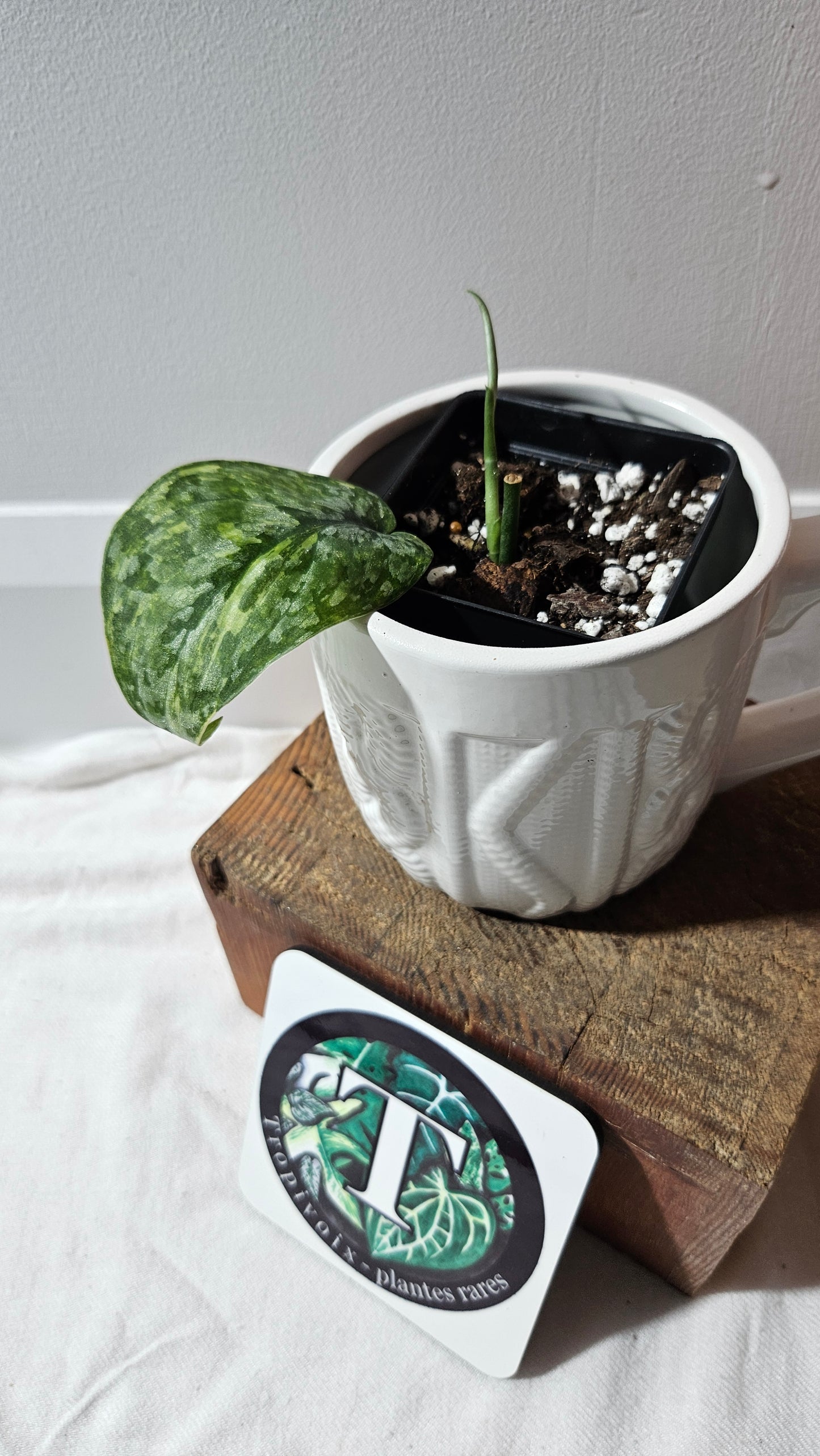 Scindapsus Léopard Variegata (SCI-1136)