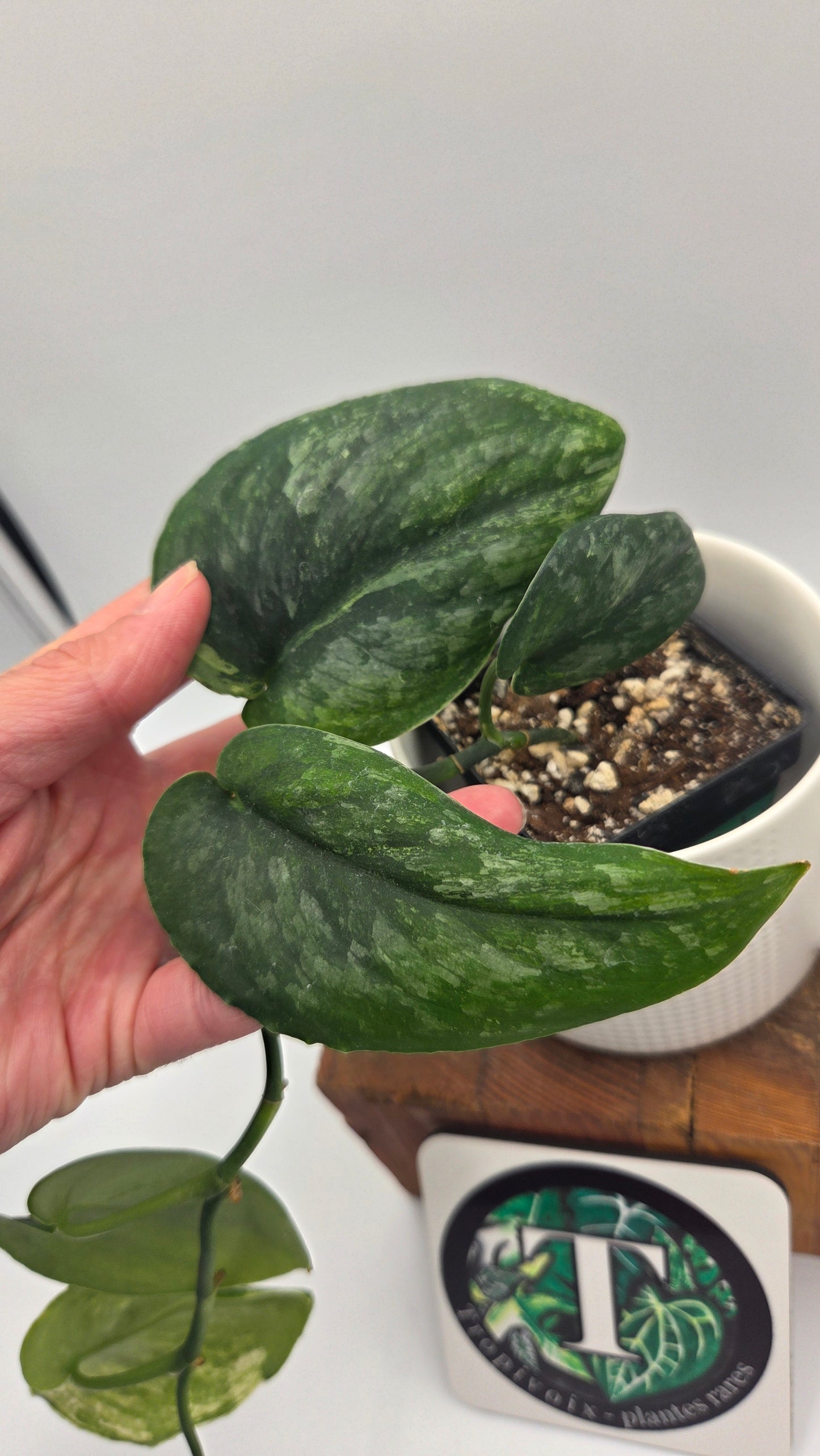 Scindapsus Dark Splash Variegata (SCI-775)