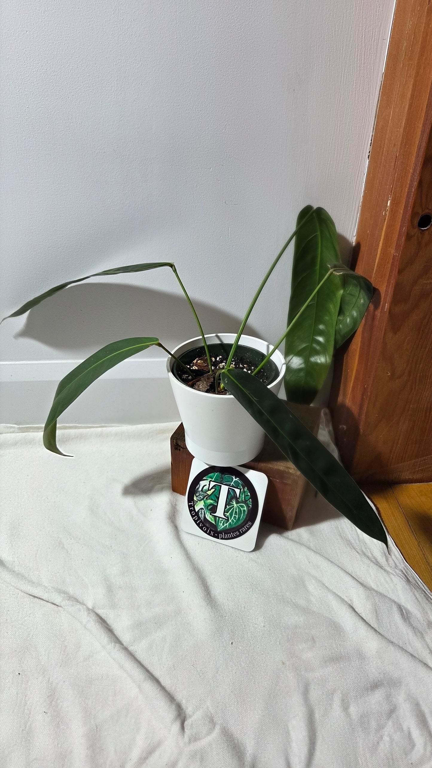 Philodendron Patriciae Black (PHI-984)