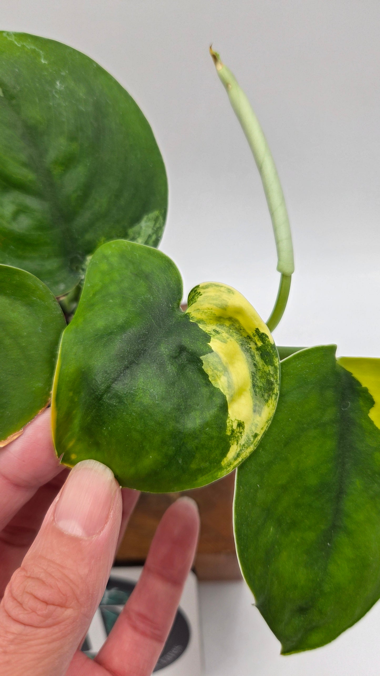 Scindapsus Jade Satin Aurea (SCI-487)