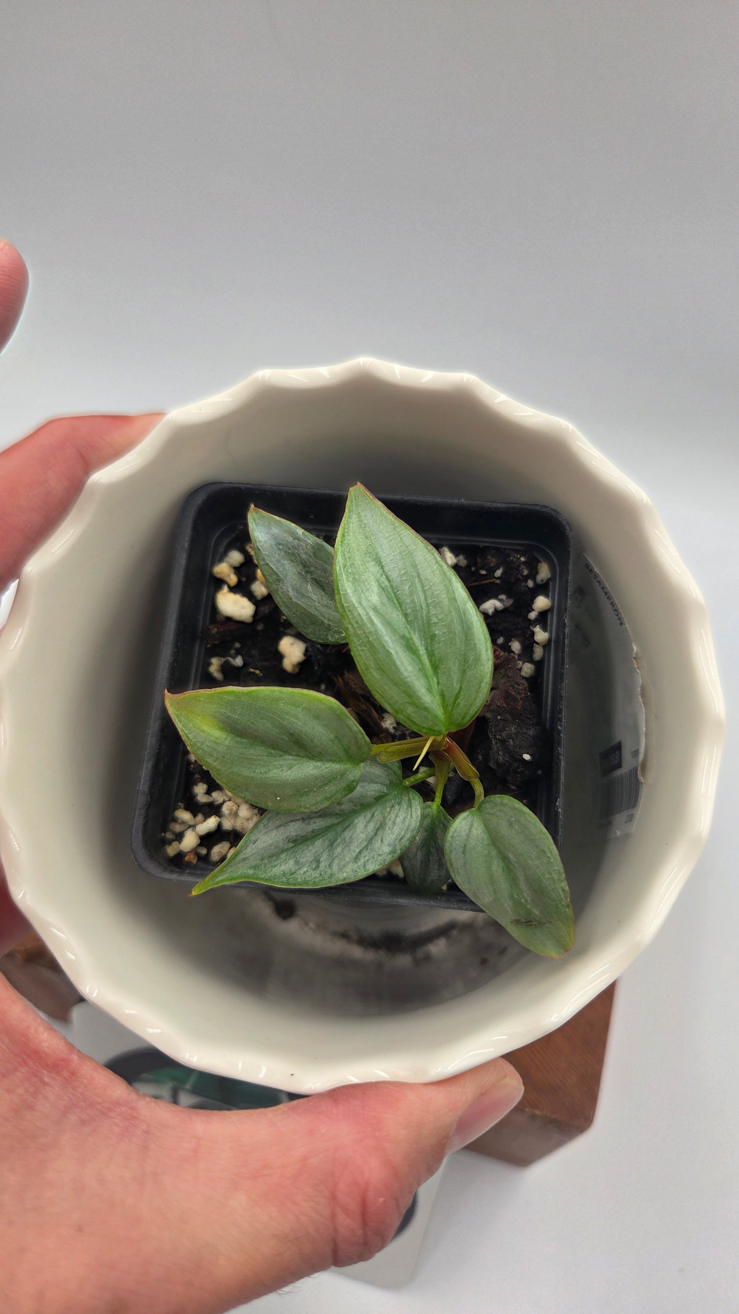 Philodendron Sodiroi (PHI-1041)