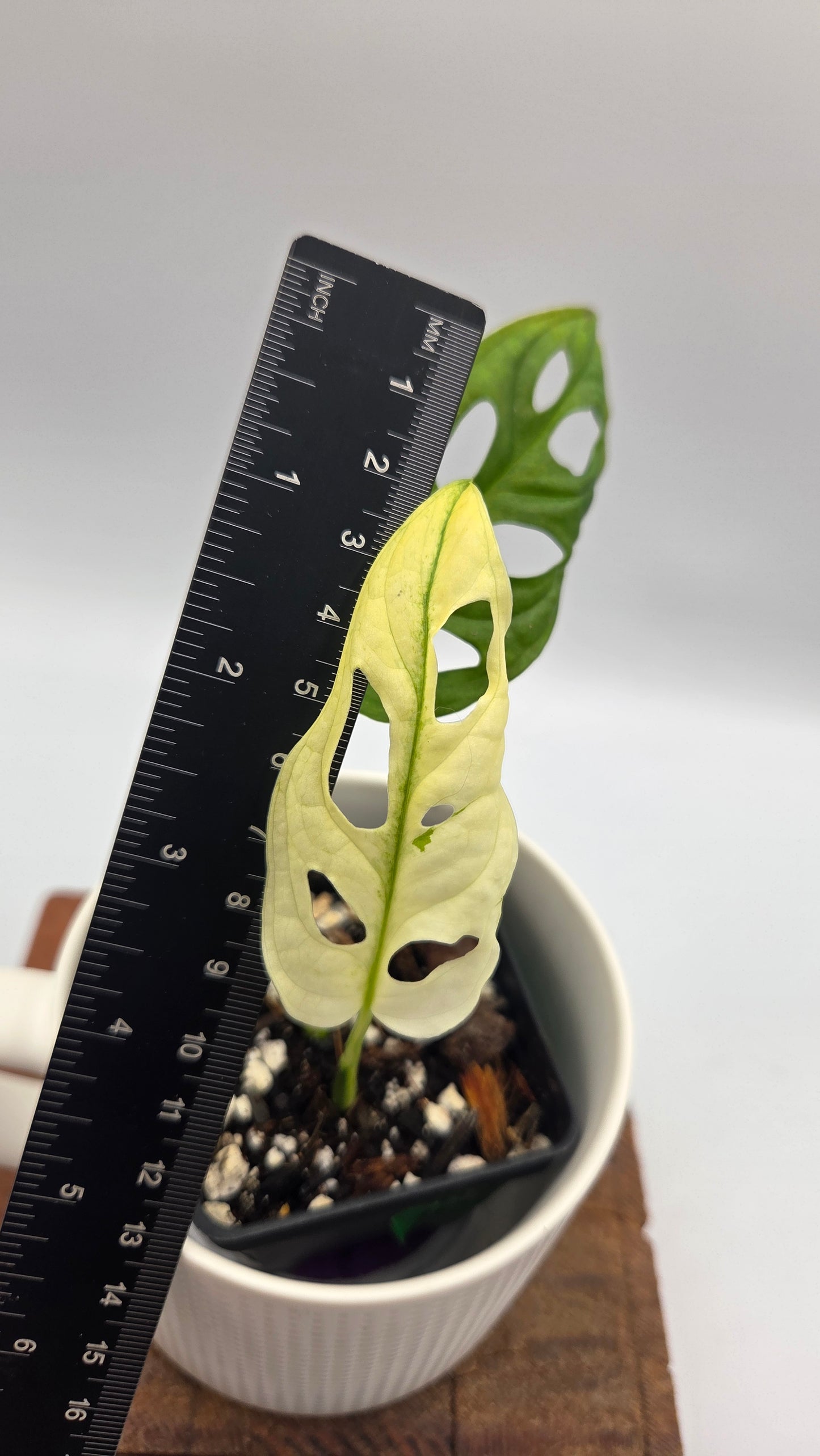 Monstera Andasonii Archipelago Ghost (MON-565)