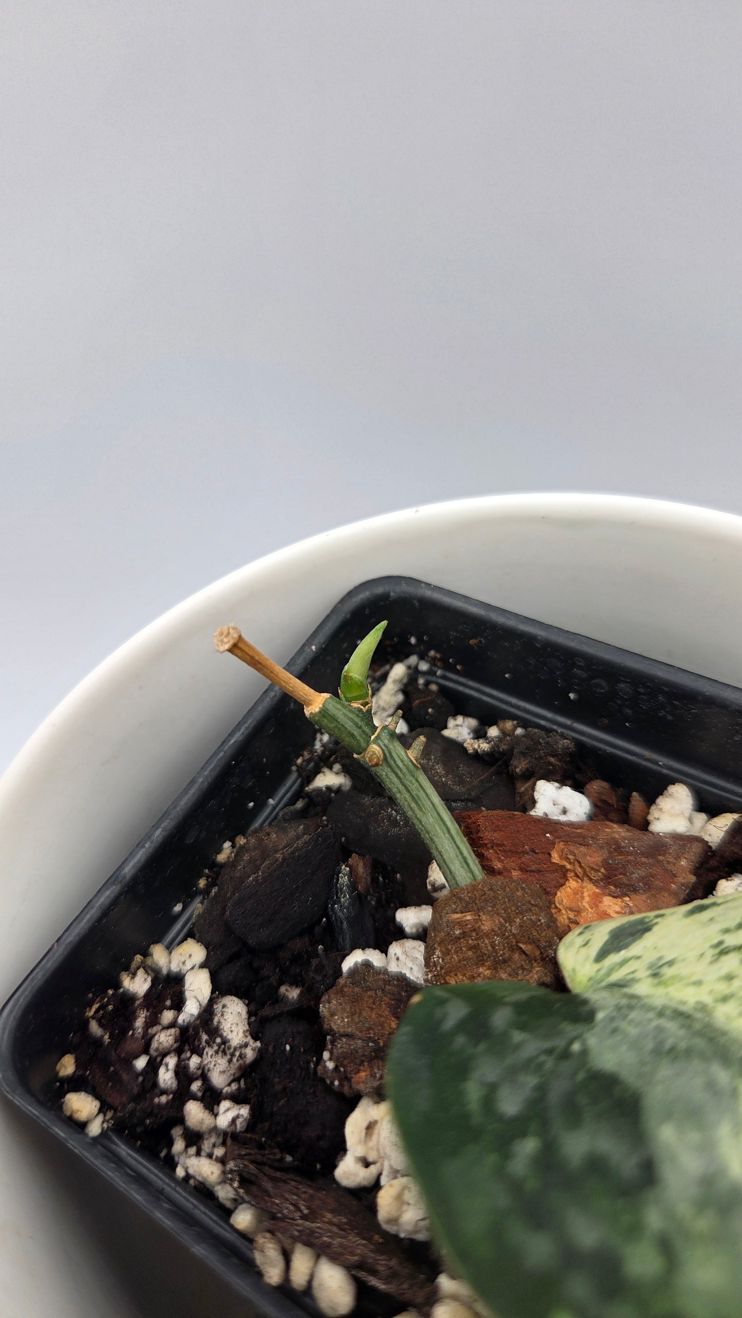 Scindapsus Silver Cloud mutation (SCI-1088)