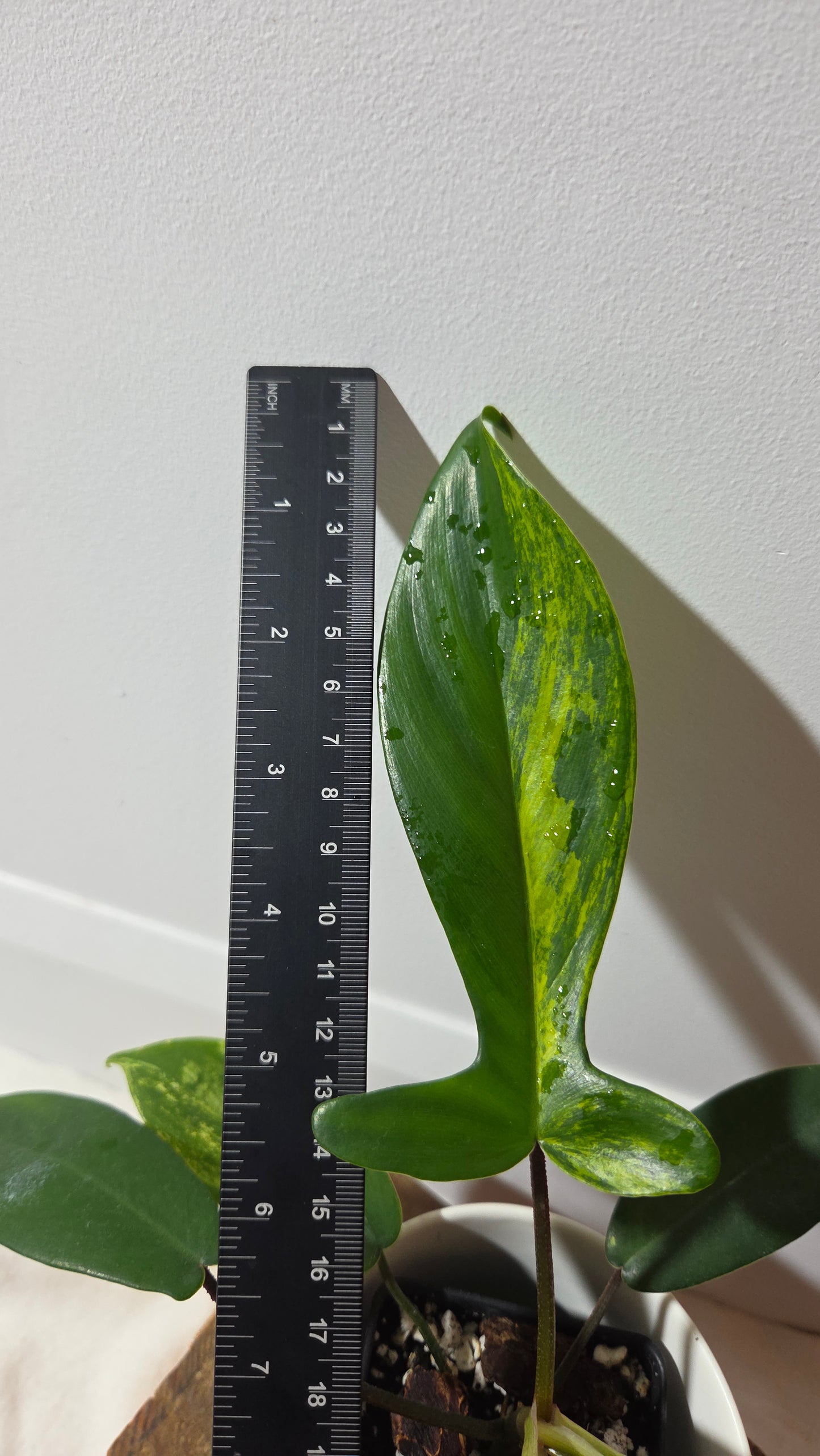 Philodendron Florida Beauty (PHI-1017)