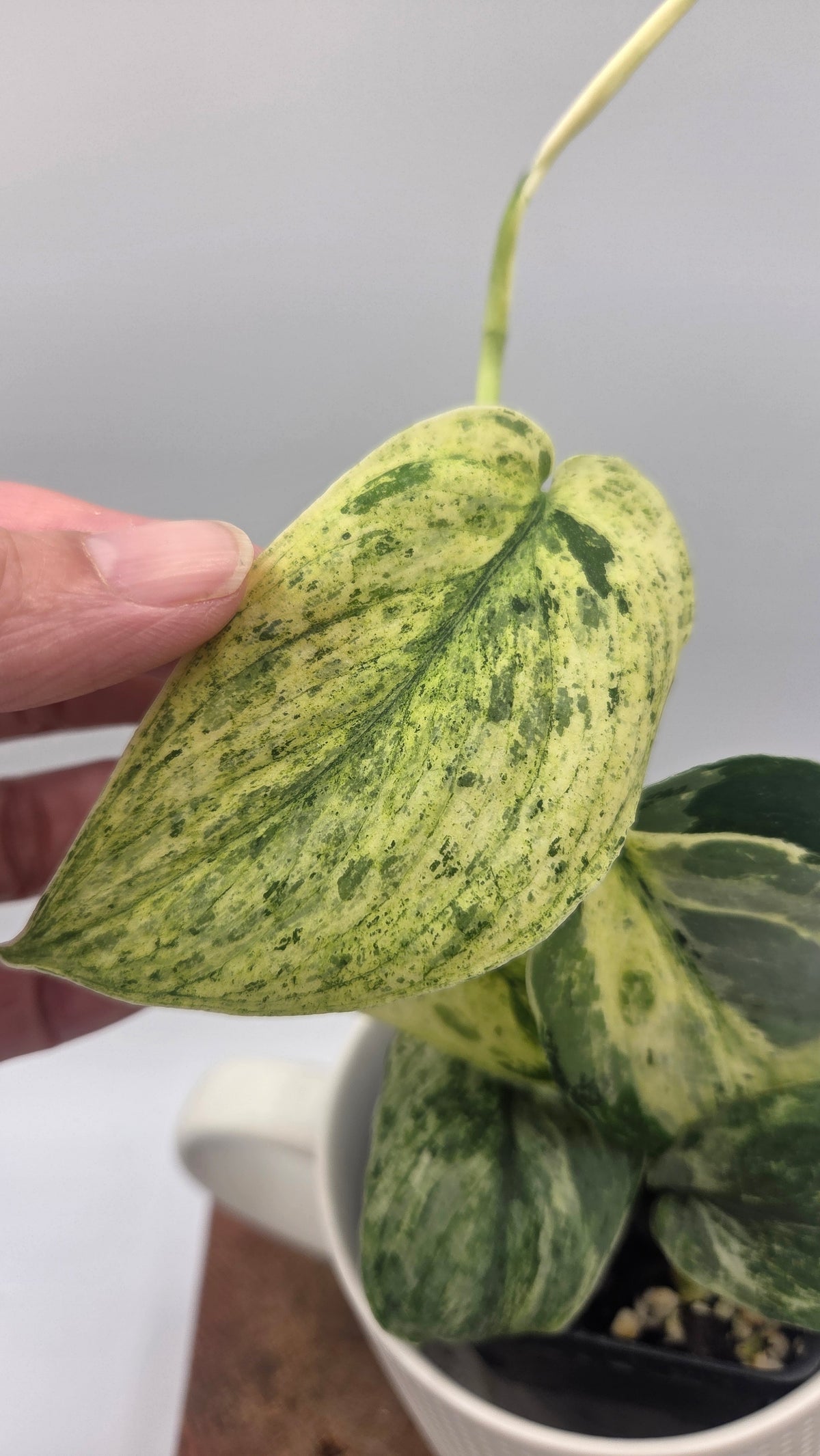 Scindapsus Silver Splash Tricolore (SCI-1154)