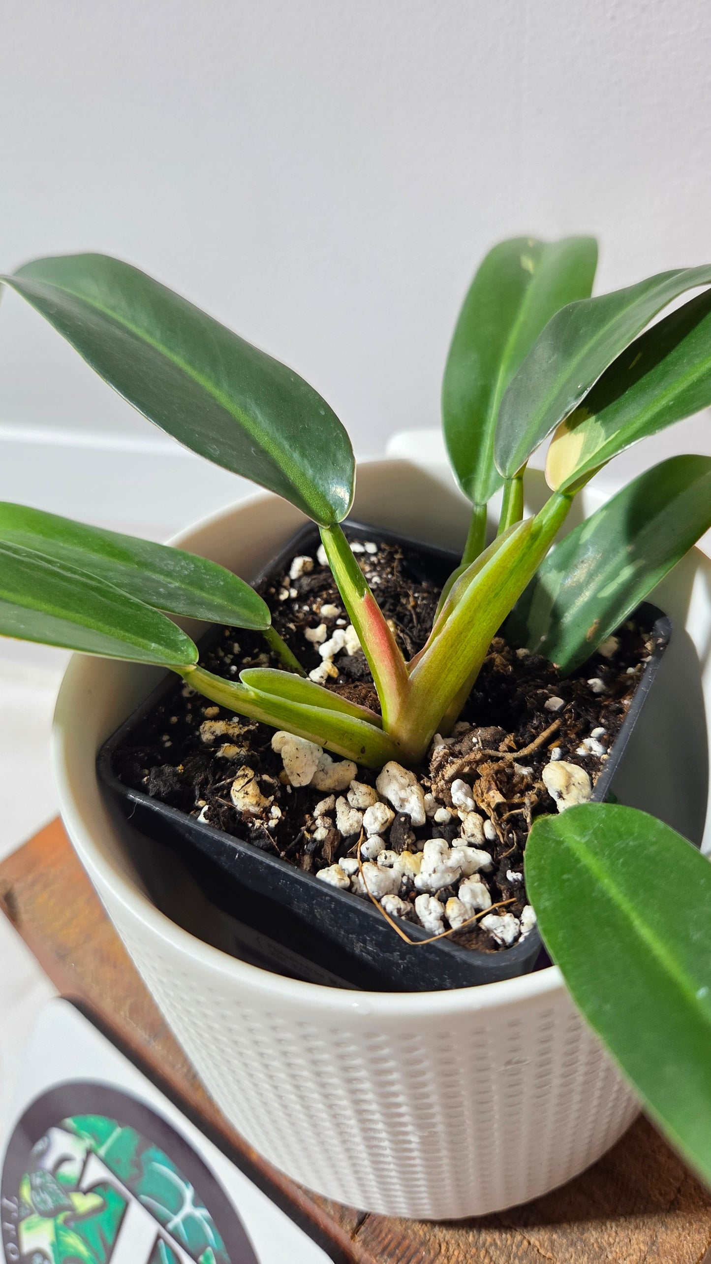 Philodendron Wend Imbe Variegata (PHI-975)