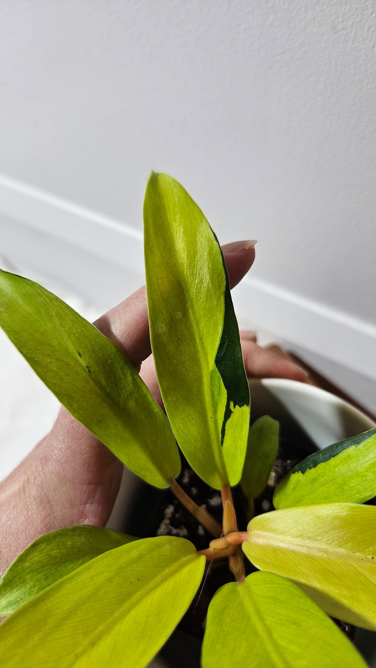 Philodendron Thai Sunrise (PHI-952)