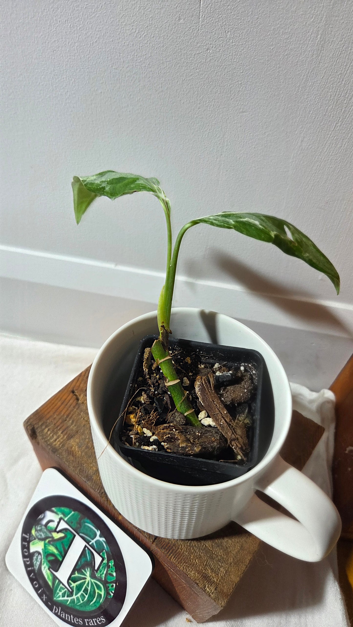 Monstera Andasonii Mint/Indo (MON-498)