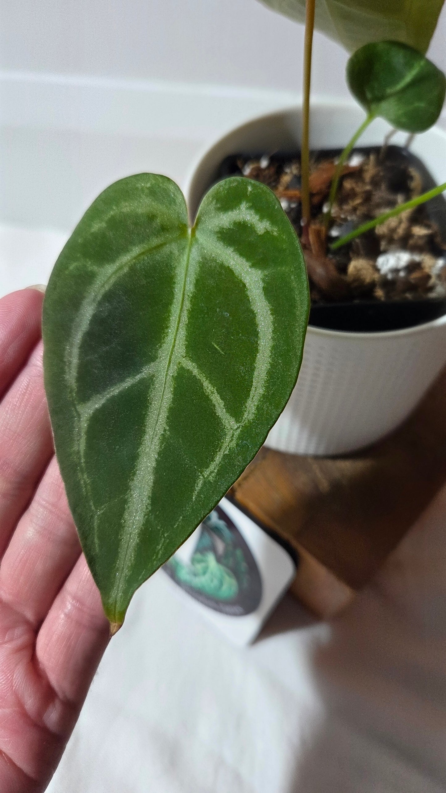 Anthurium Magnificum Radiante "format PETIT"(ANT-647)