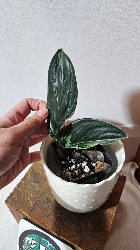 Scindapsus Treubii Dark Form silver (SCI-1012)