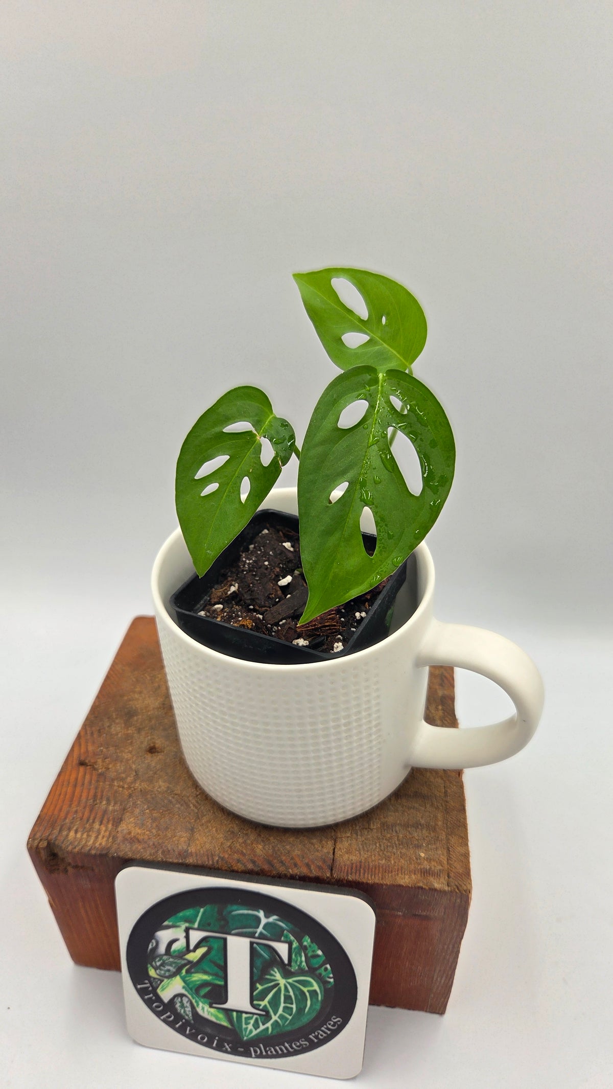 Monstera Obliqua Aff Indanza (MON-281)