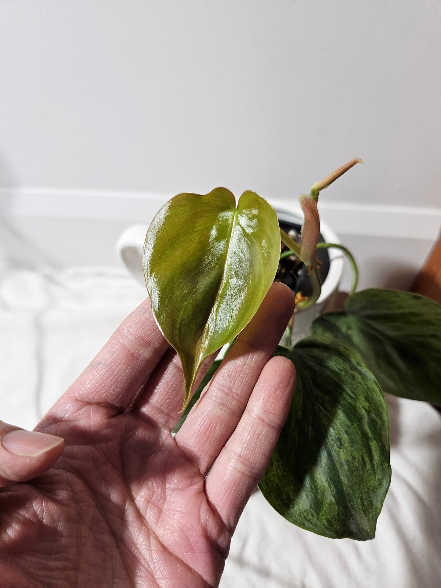 Philodendron Hederaceum Variegata (PHI-490)