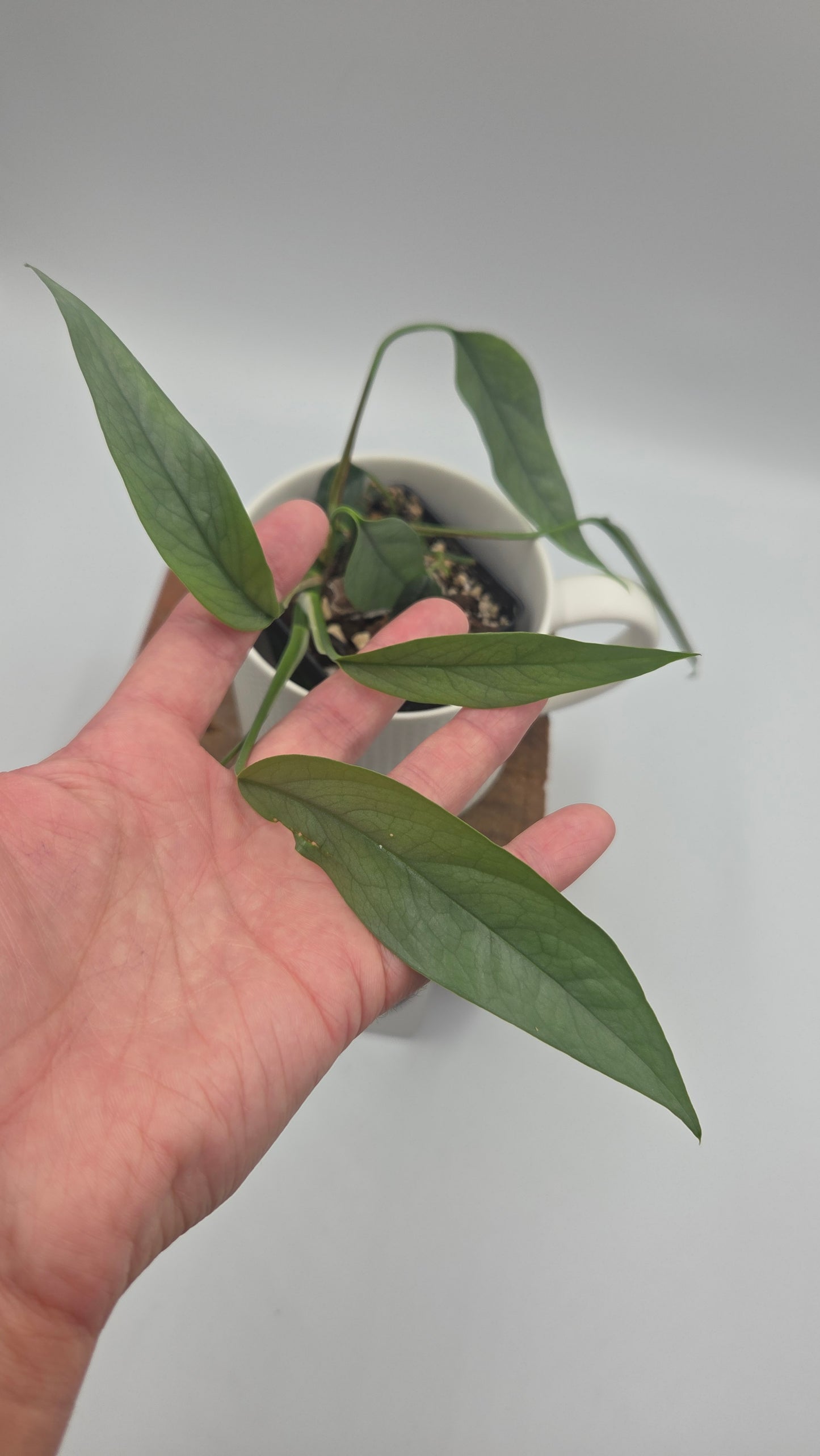 Epipremnum Cebu blue (EPI-220)