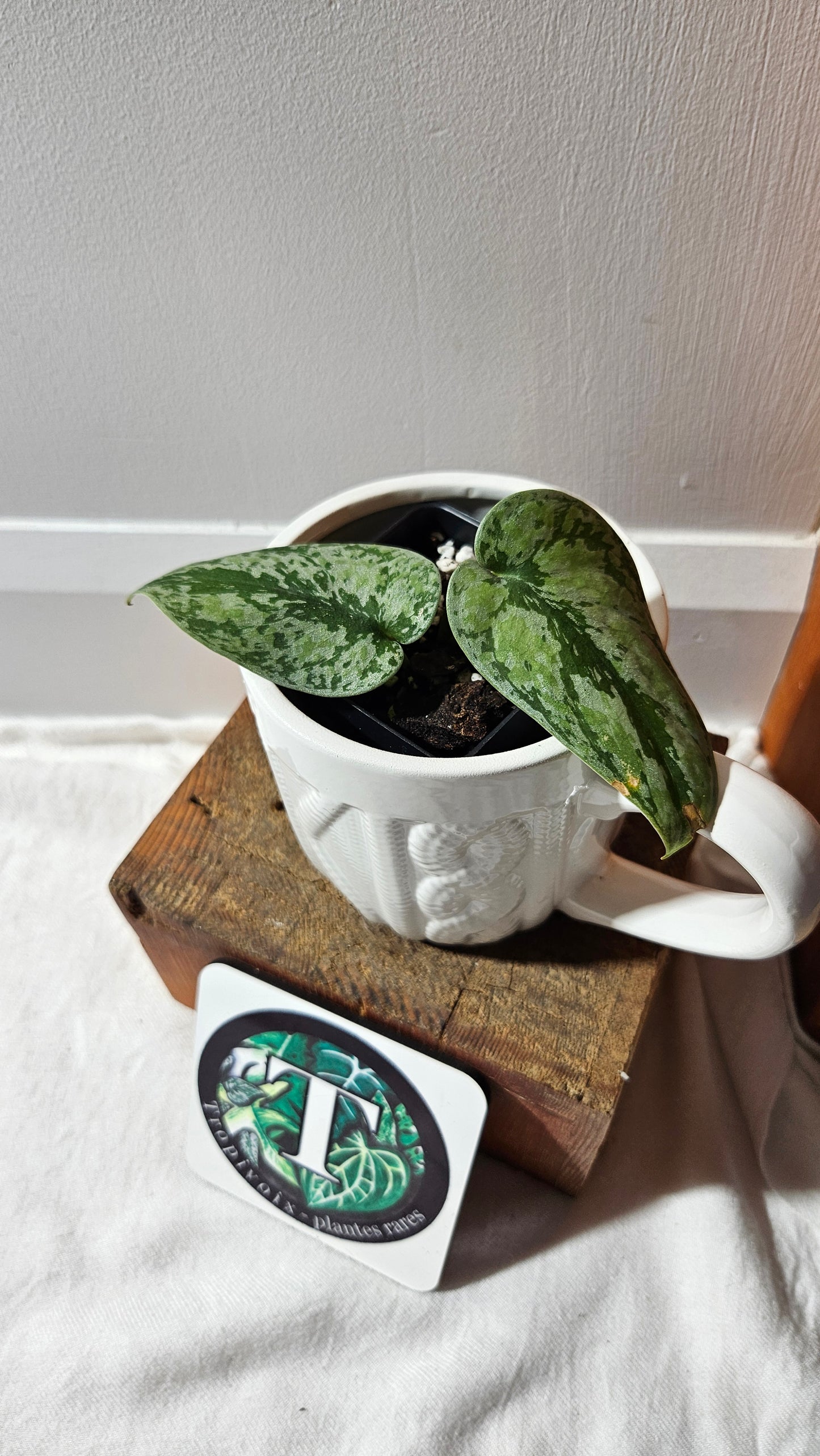 Scindapsus Tricolore silver Platinum (SCI-1121)