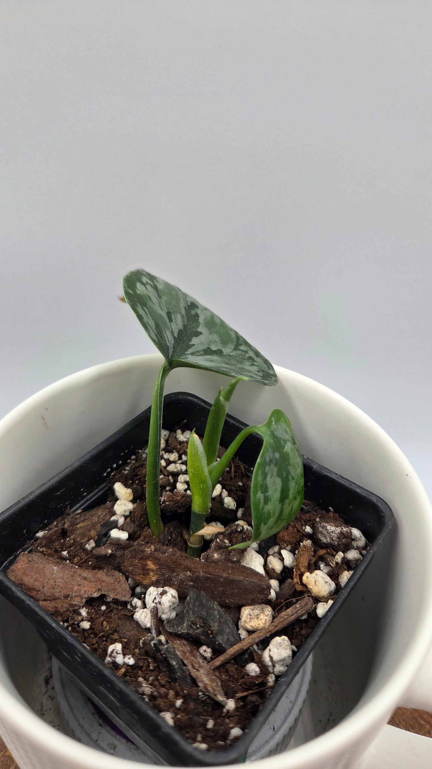 Scindapsus Dark Princess Tricolore (SCI-1447)