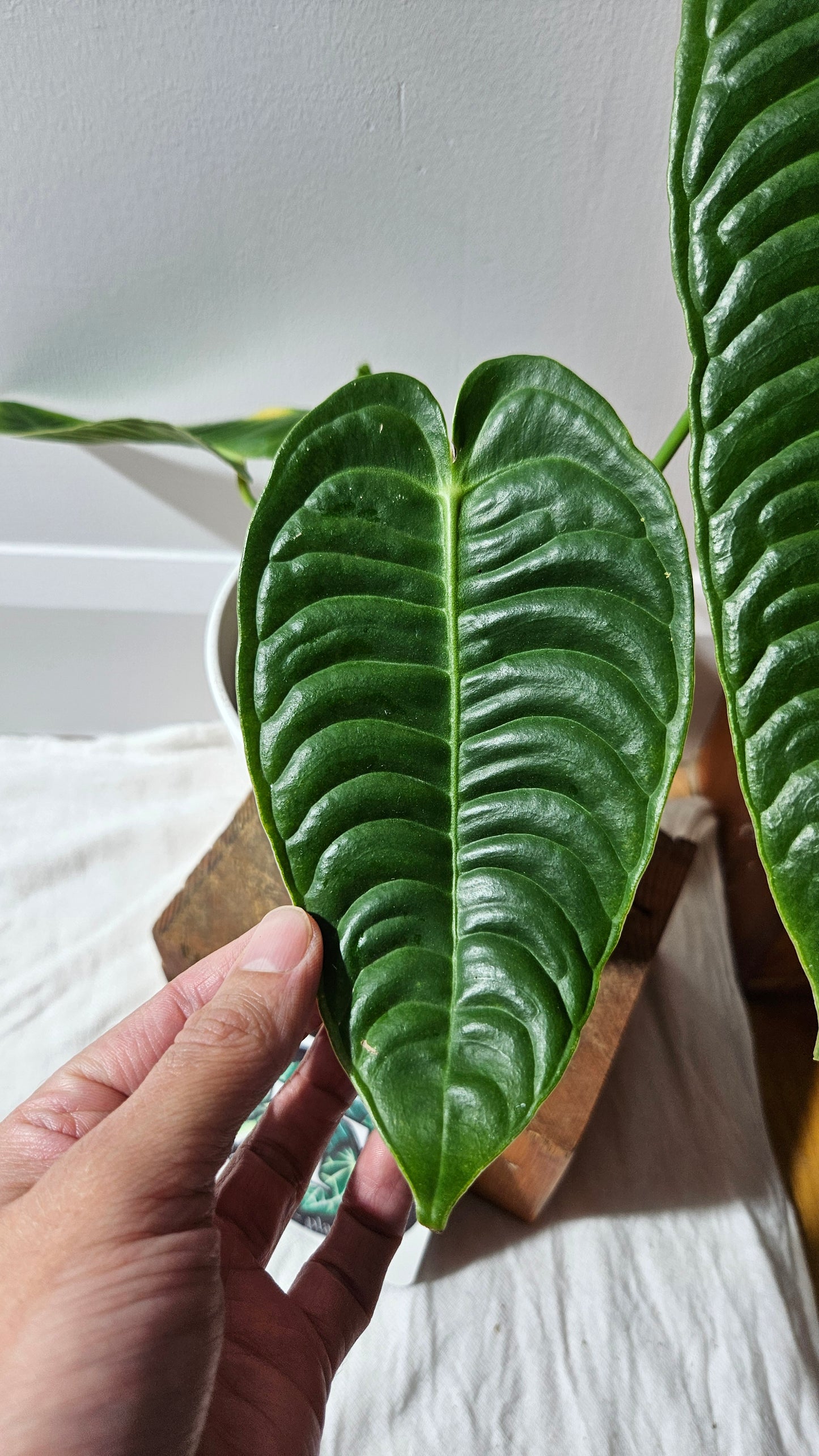 Anthurium Veitchii Super Narrow "format MOYEN" (ANT-608)
