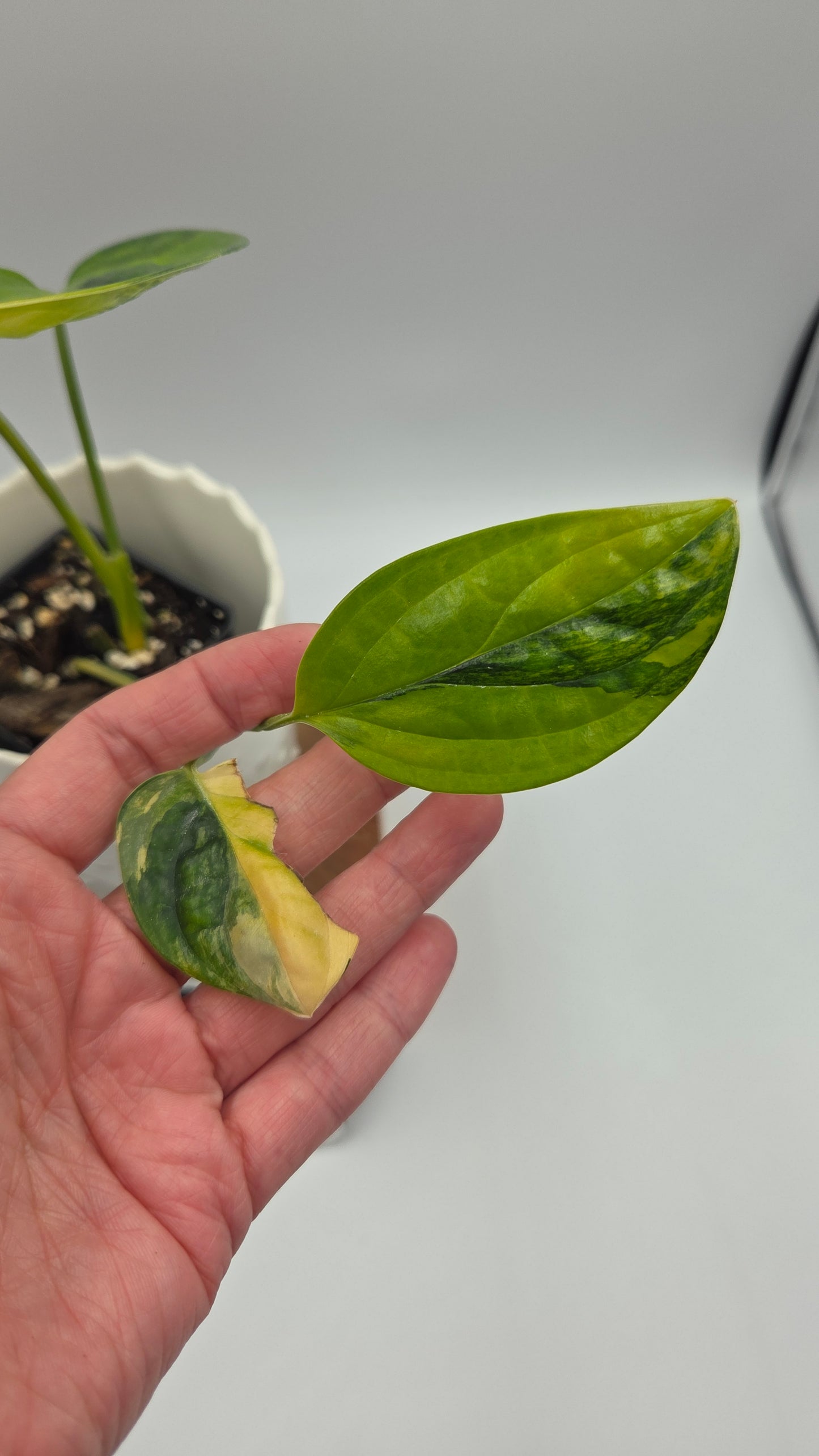 Monstera Karstenianum/Peru Variegata (MON-540)