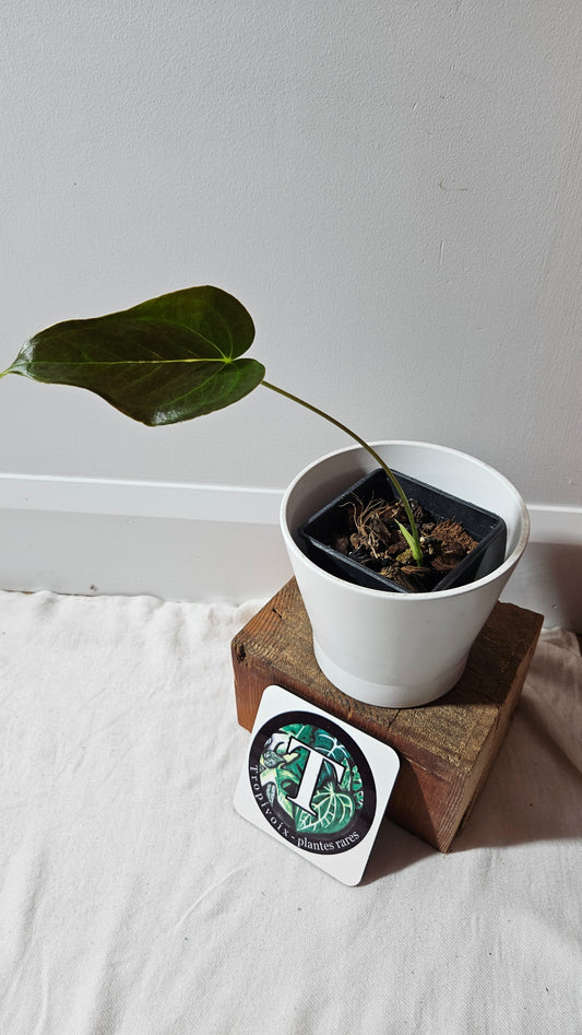 Anthurium Modeanum "format MOYEN" (ANT-495)