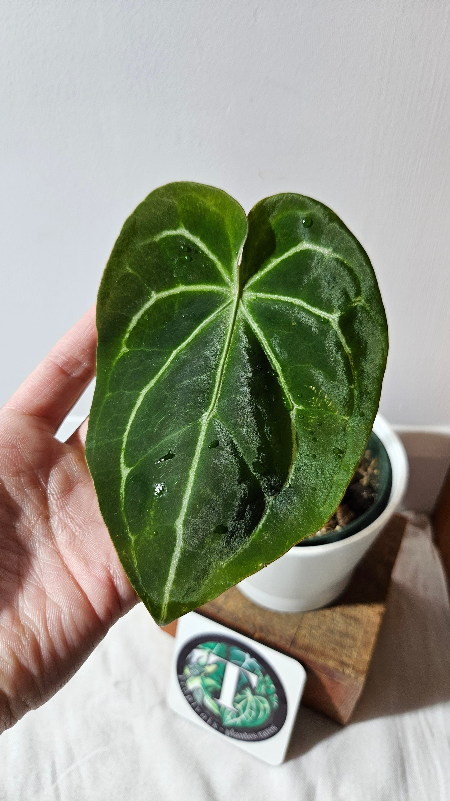 Anthurium Domino Hybrid "format MOYEN" (ANT-543)