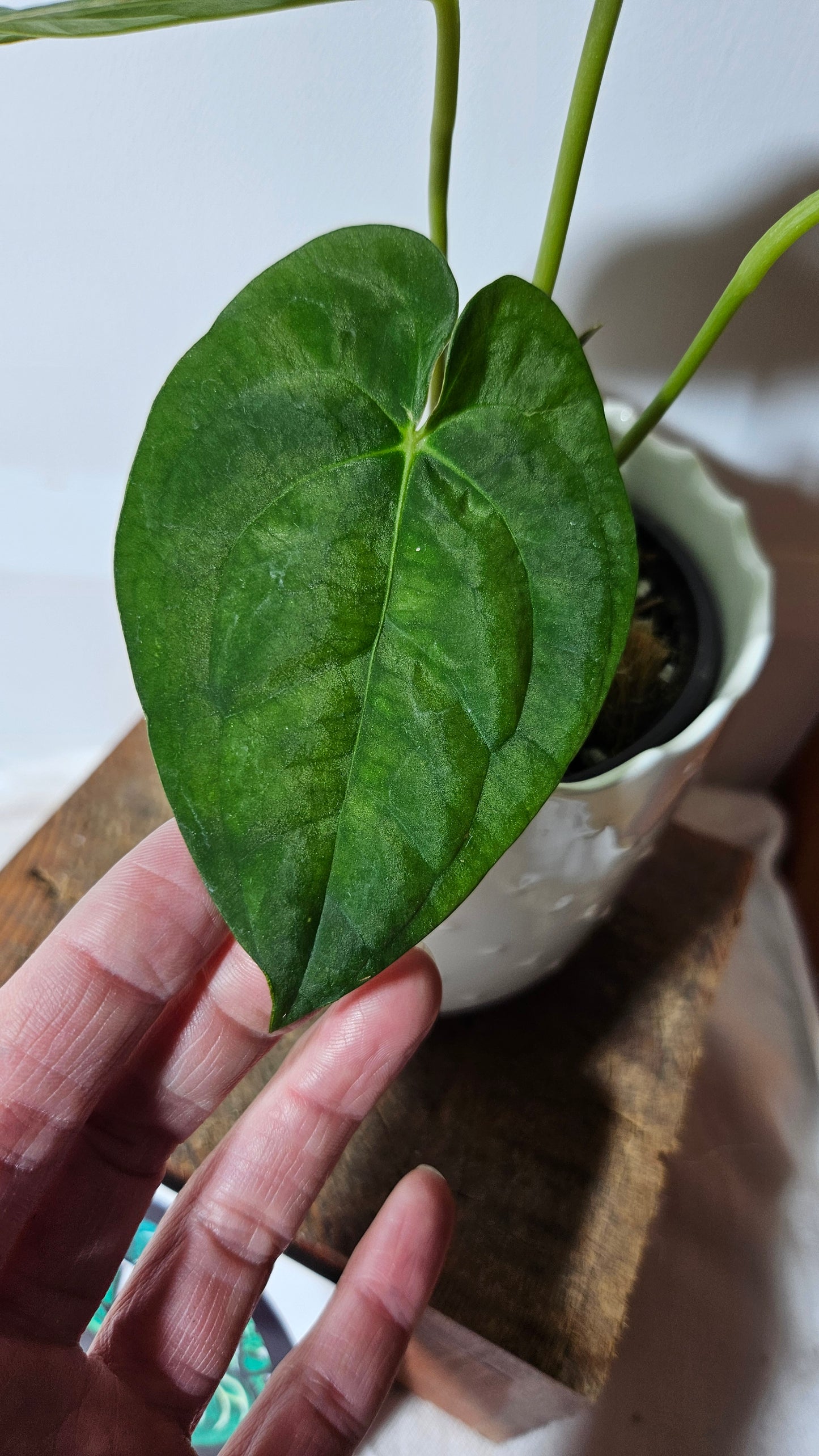 Anthurium Goliath "format MOYEN" (ANT-256)