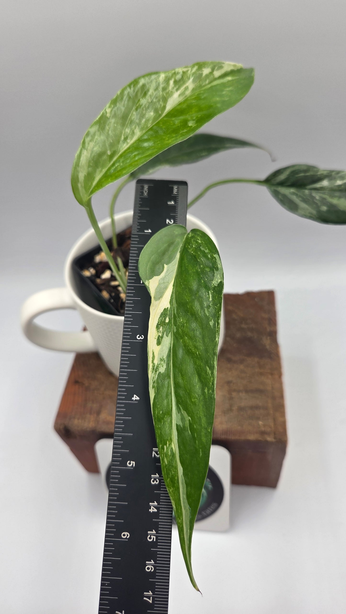 Epipremnum pinnatum Albo (EPI-249)