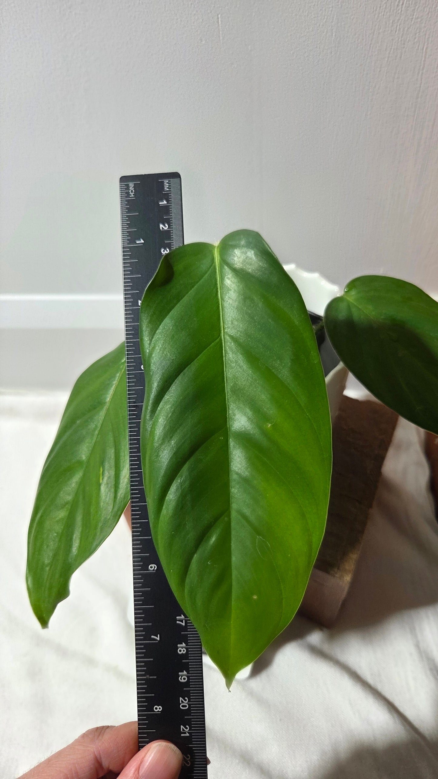 Philodendron Genevievianum (PHI-969)