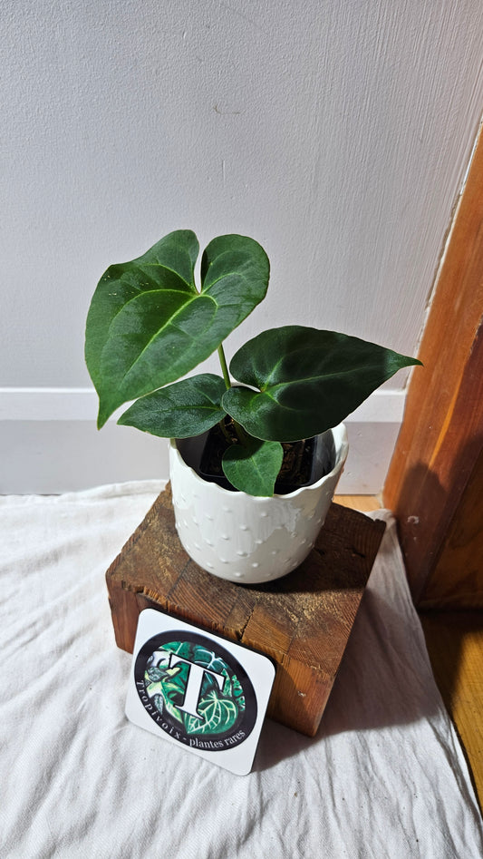 Anthurium Besseae Blue Special Aff "Format MOYEN" (ANT-614)