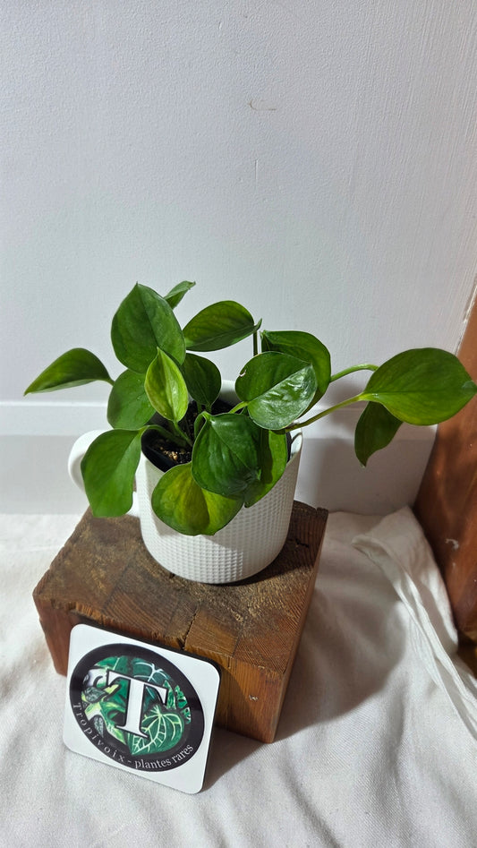 Epipremnum Aureum Manjula yellow/Olivia/Mint (EPI-236)