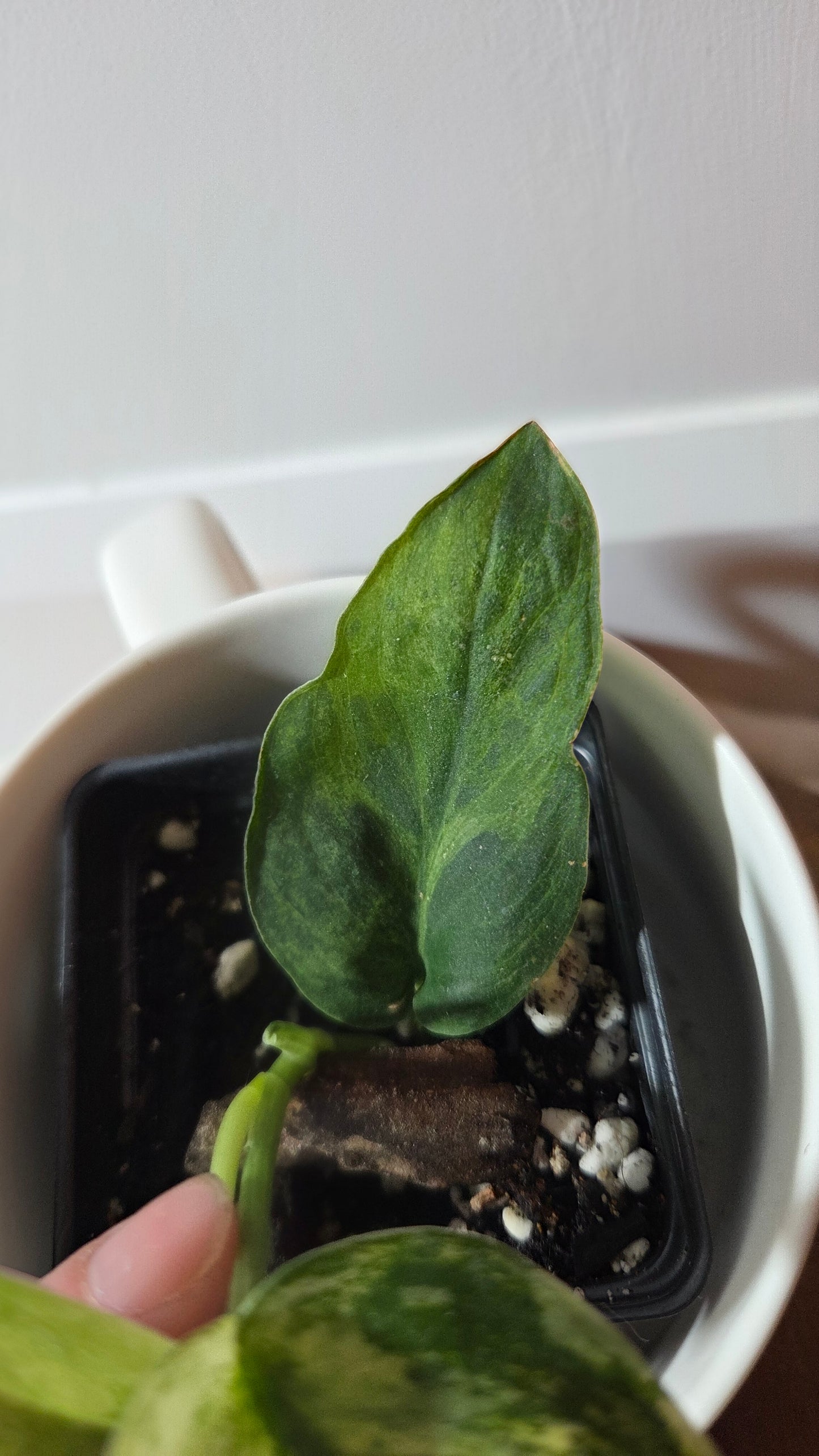 Scindapsus Silver Splash Tricolore (SCI-1368)