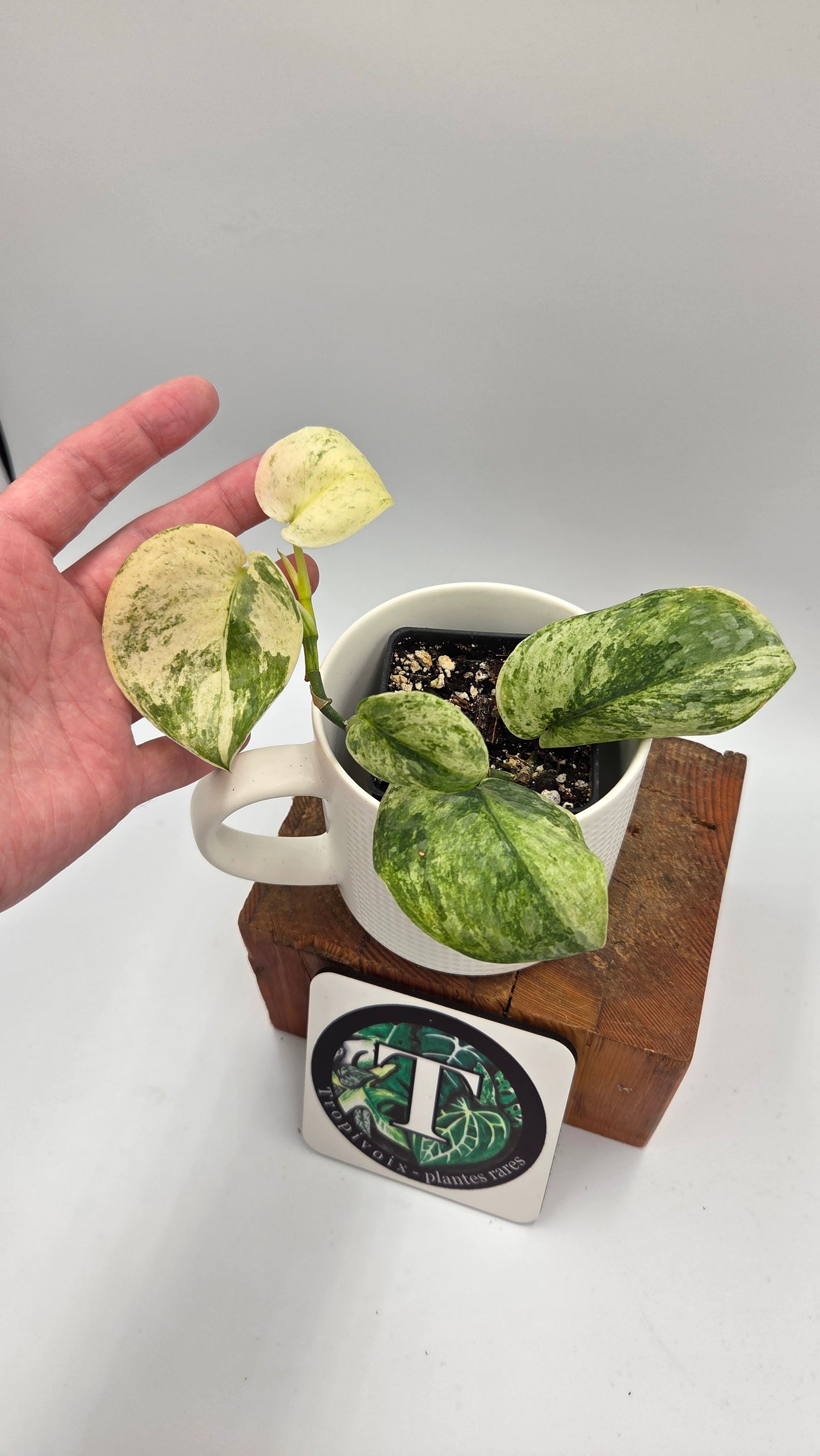 Scindapsus Black Dragon Variegata (SCI-1453)