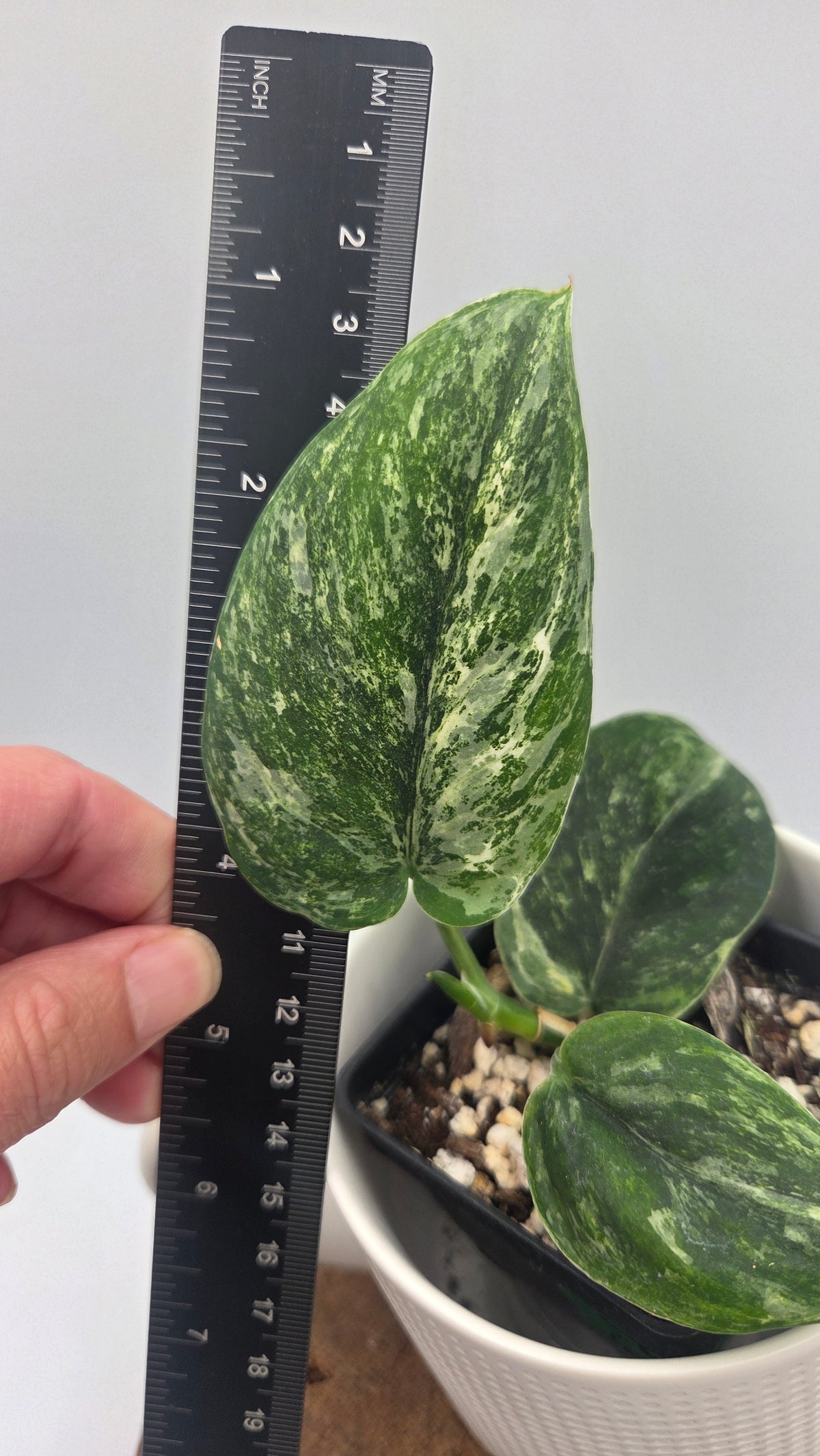 Scindapsus Dark satin Tricolore (SCI-1520)