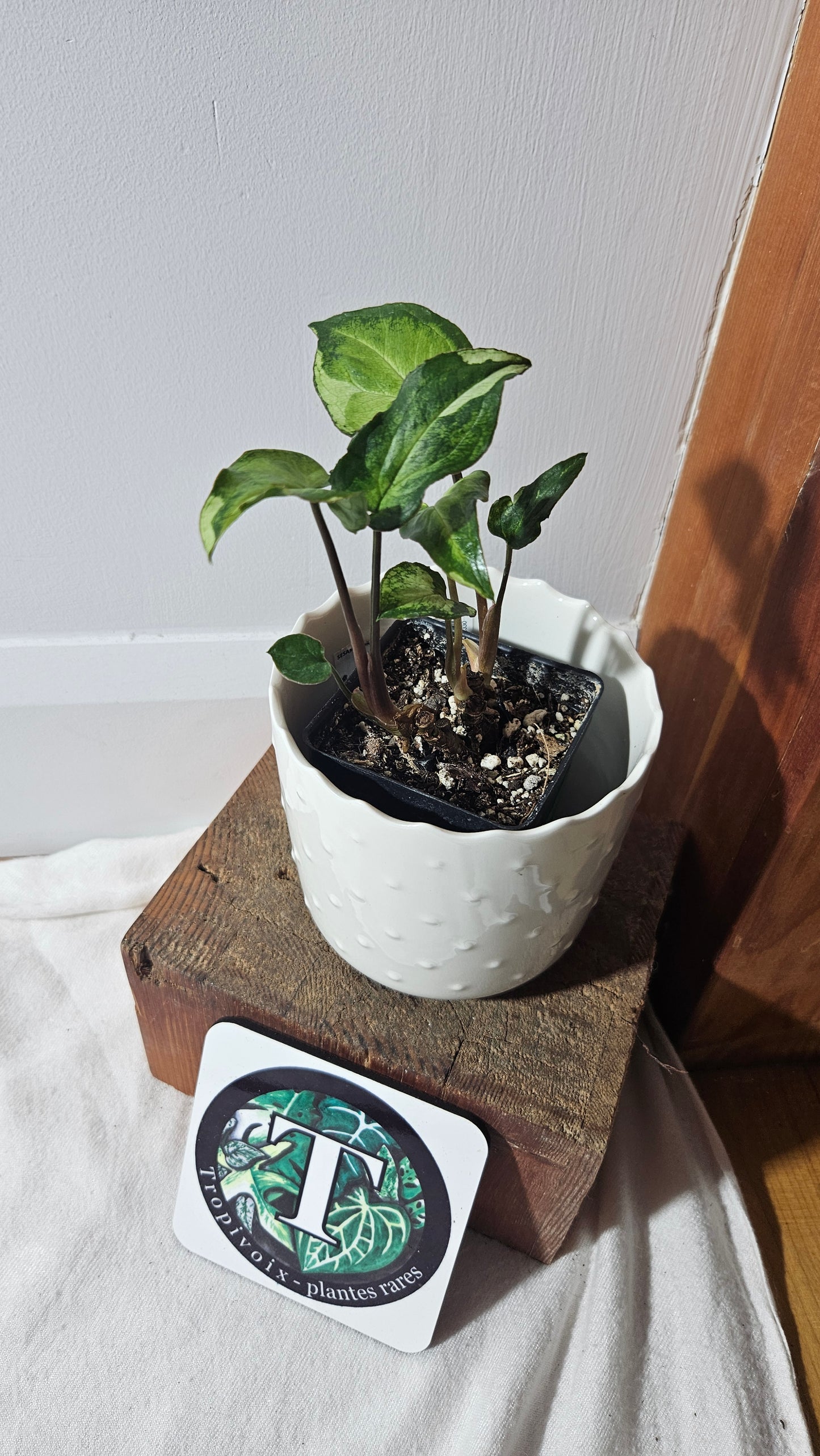 Syngonium Three kings (SYN-029)