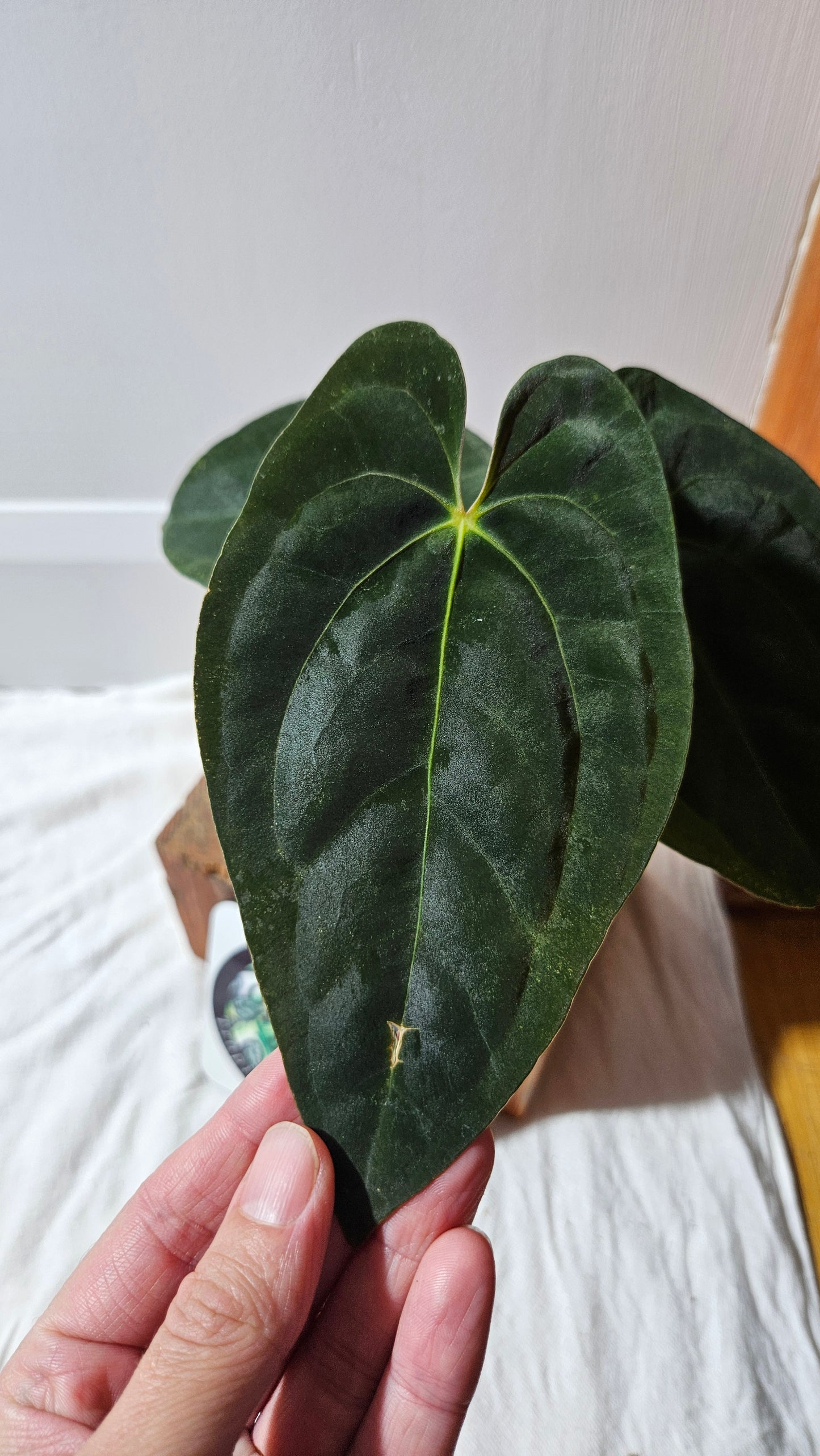 Anthurium  Papillilaminum (d'équateur) "format MOYEN" (ANT-611)