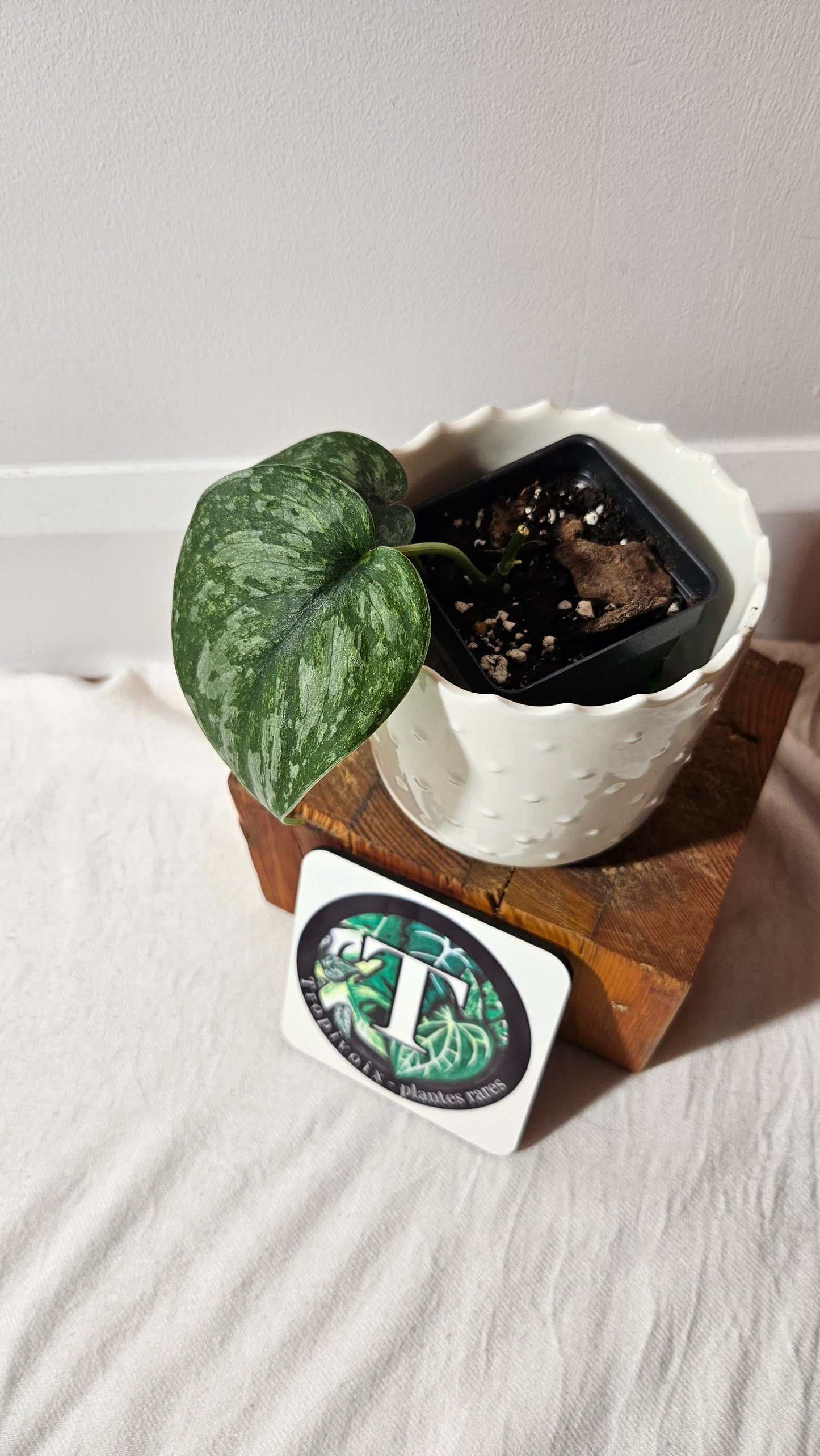 Scindapsus Exotica Pictus mint (SCI-971)