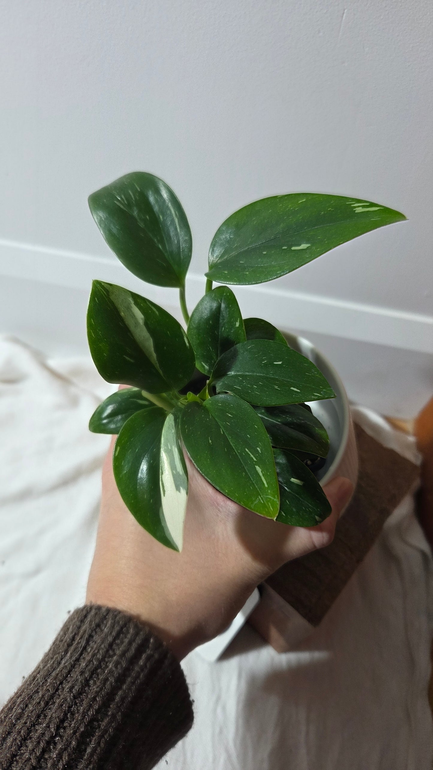 Monstera Standleyana Albo (MON-487)