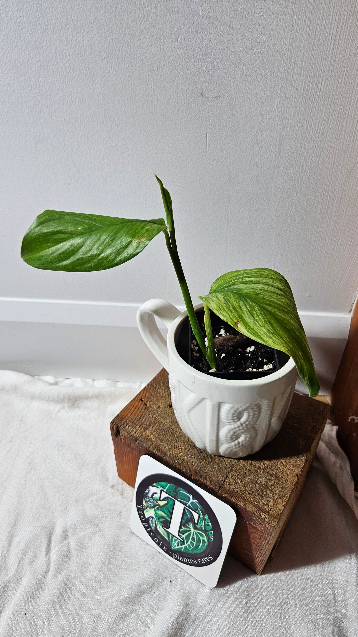 Scindapsus Longistipitatum Mint (SCI-1316)