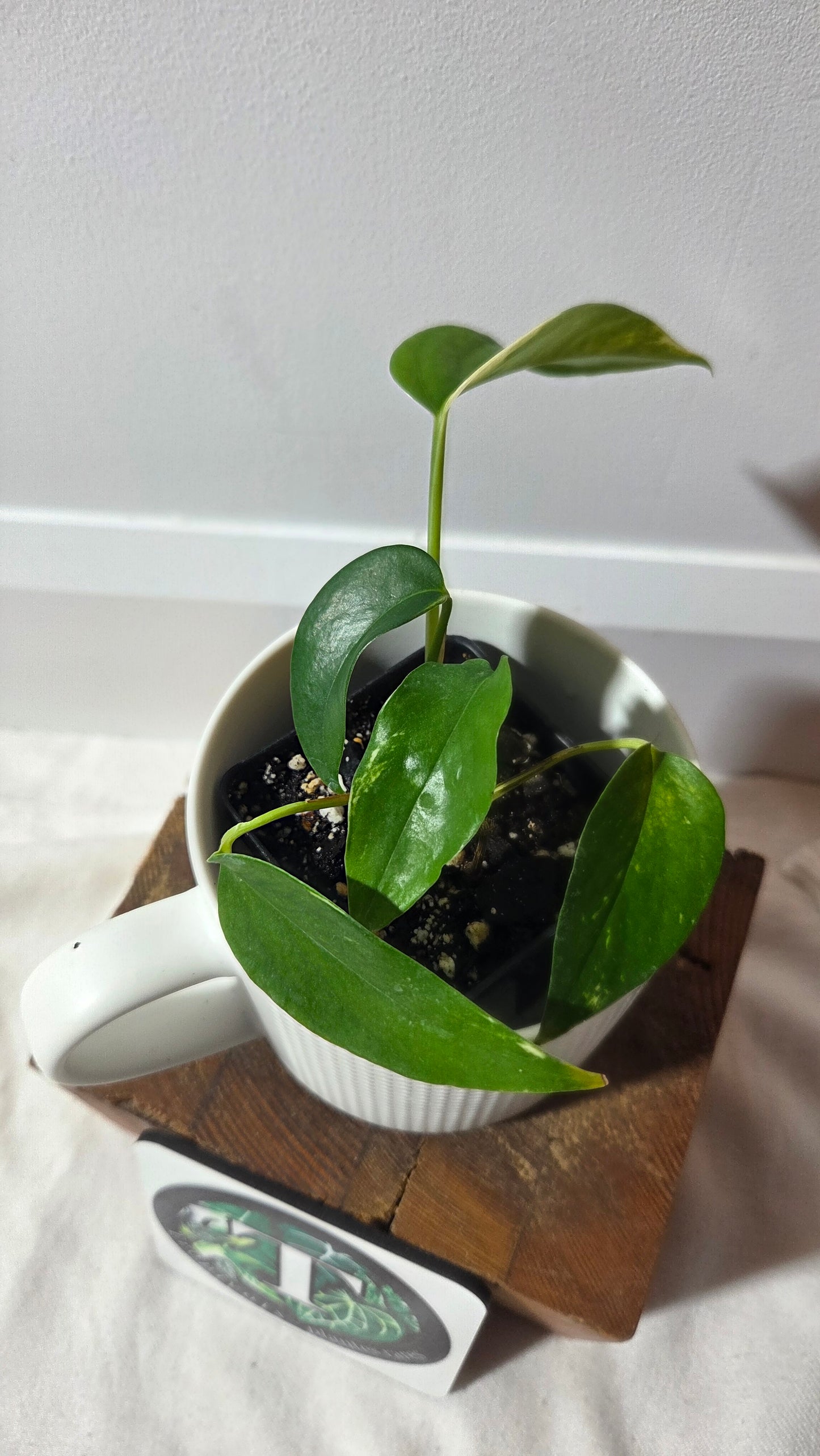 Epipremnum pinnatum Yellow Sunrise (EPI-234)