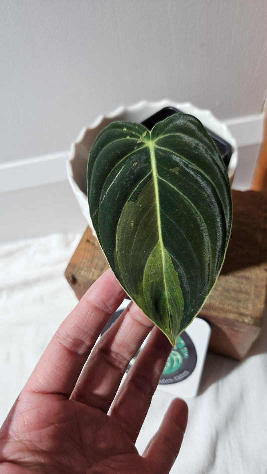 Philodendron Melanochrysum Variegata (PHI-869)